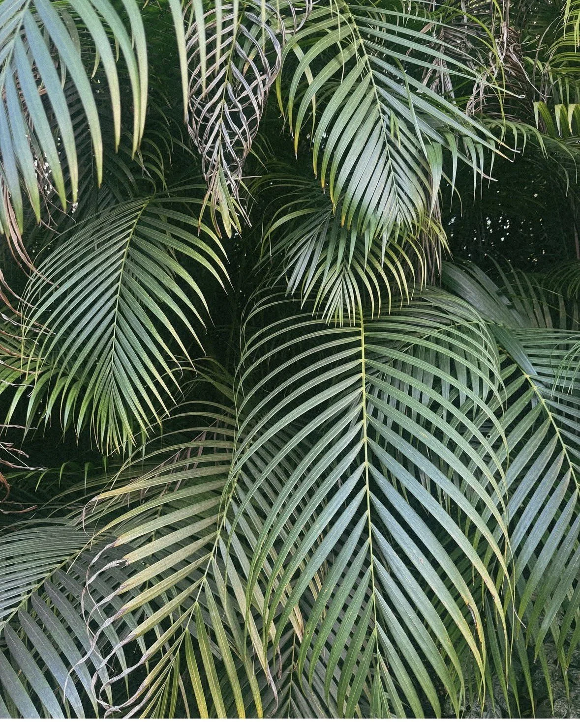 Close-up of green palm leaves with overlapping fronds.