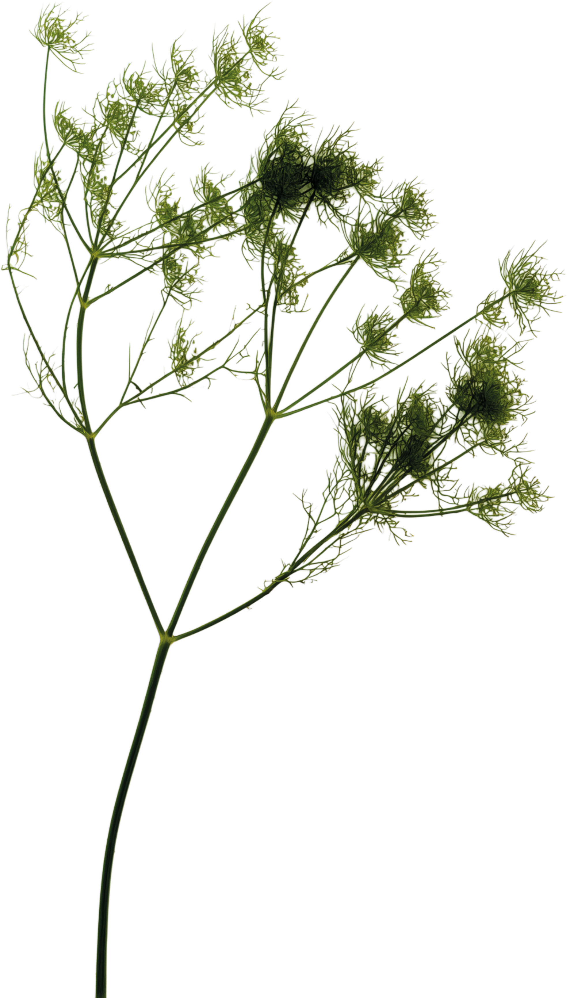 A green, leafy plant with multiple small, delicate flowers on thin, branching stems.