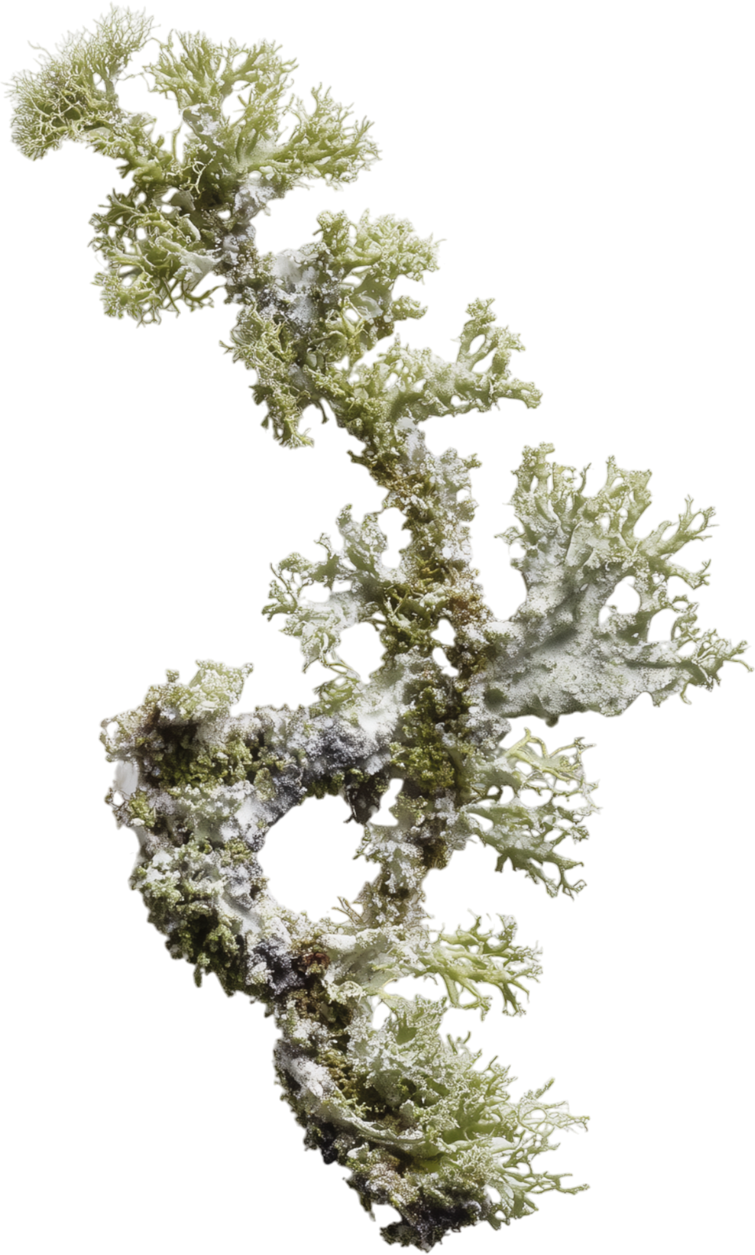 Close-up of lichen growing on a branch, with a textured, branching appearance and a pale color.