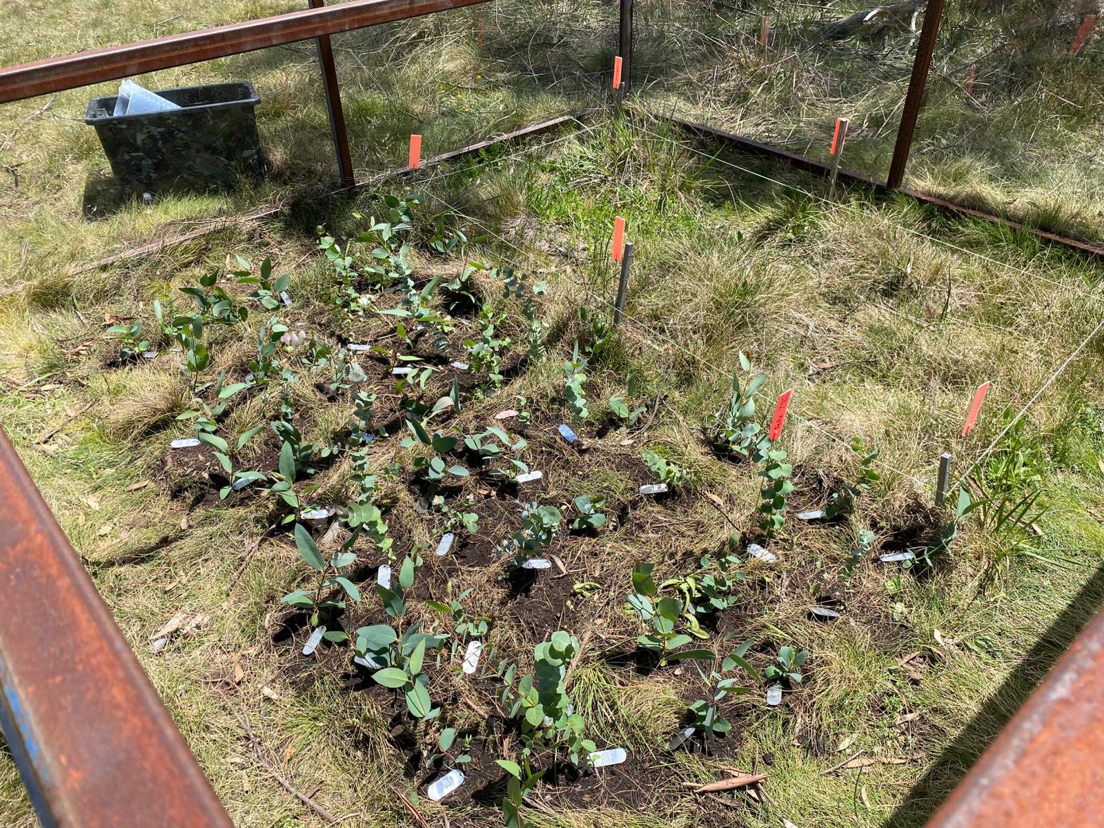 Transplanted snow gum taxa at futureclim AMRF sites.JPG