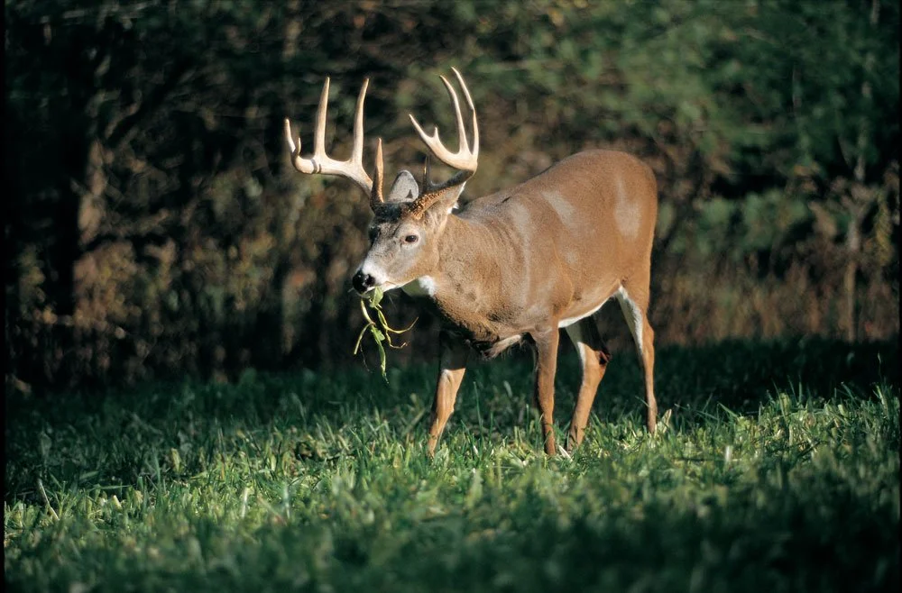 Mature white-tailed deer buck feeding in a planted food plot, illustrating Eden Hills Land Management’s habitat improvement services.