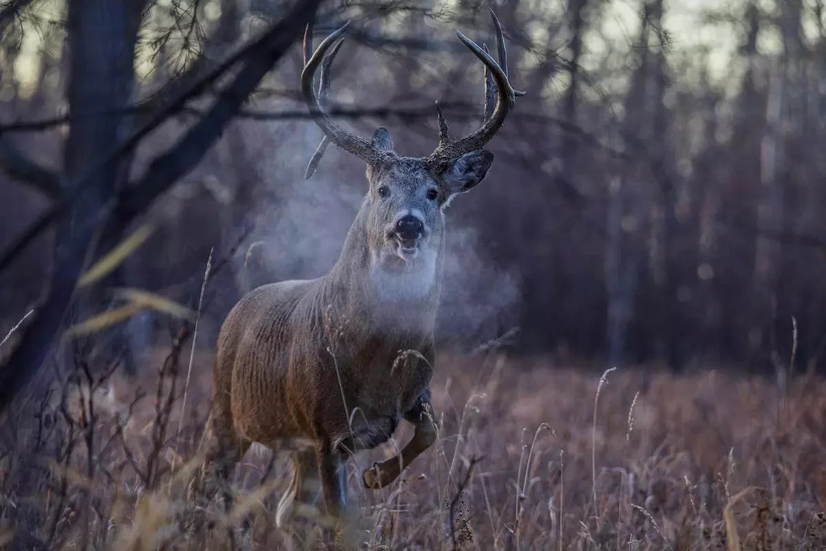 Mature white-tailed buck exhaling in an early-morning field, illustrating Eden Hills Land Management’s habitat improvement and food-plot services.