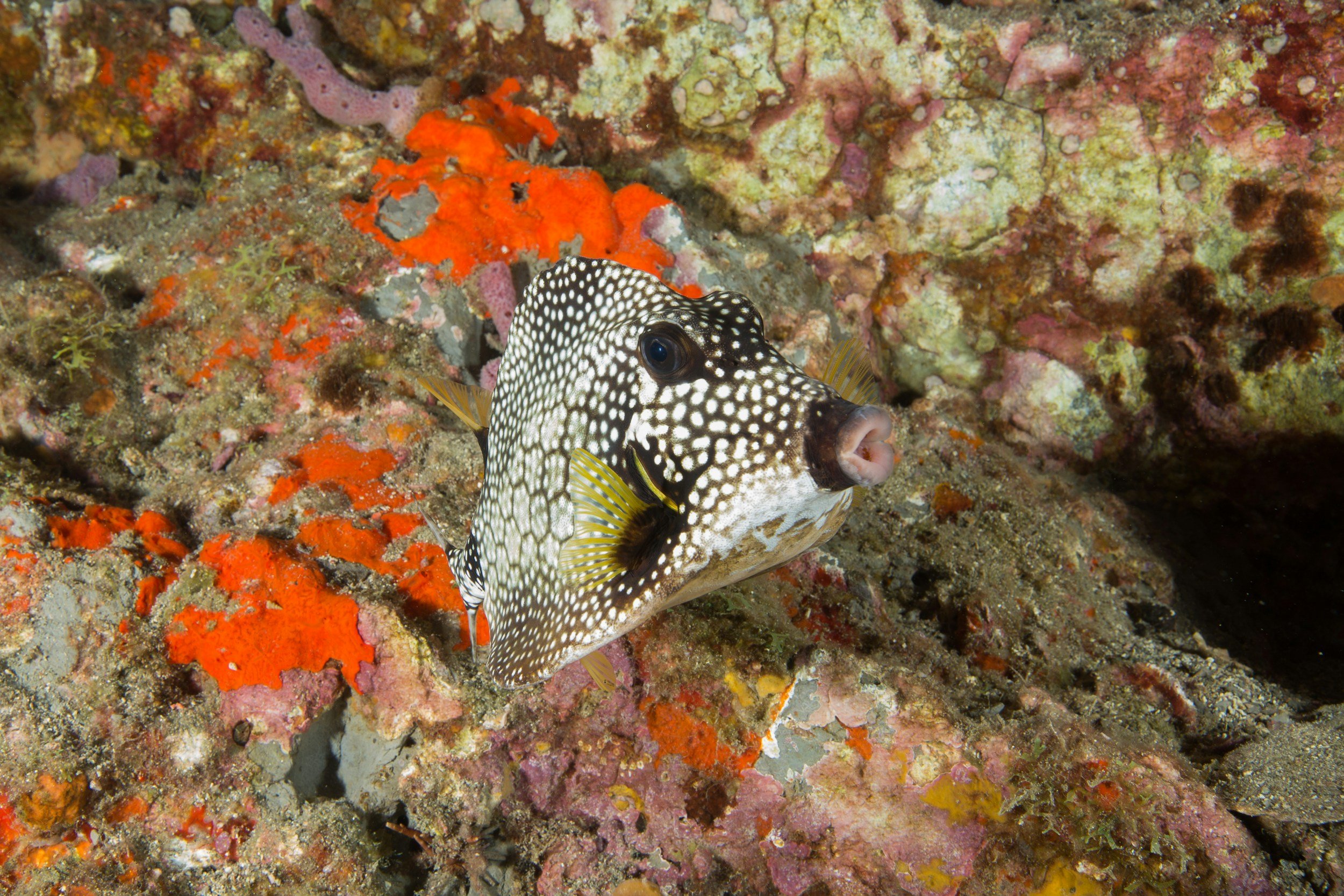 Diving — Aqura Dive