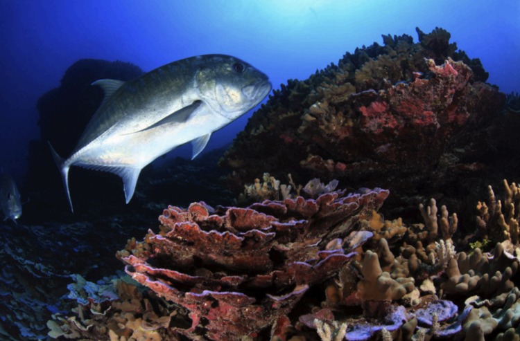 Diving — Aqura Dive