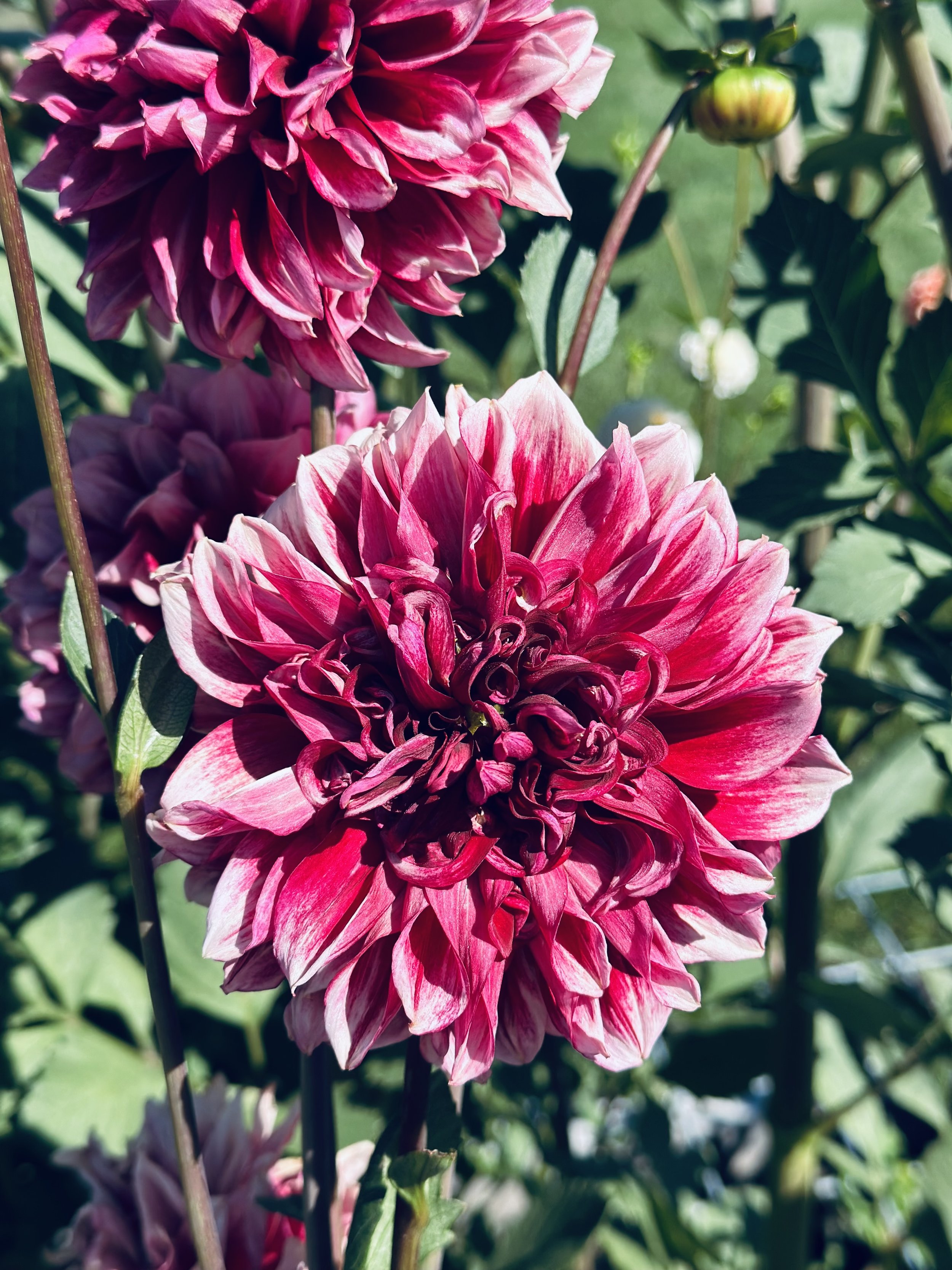 Bloomquist York Dahlia