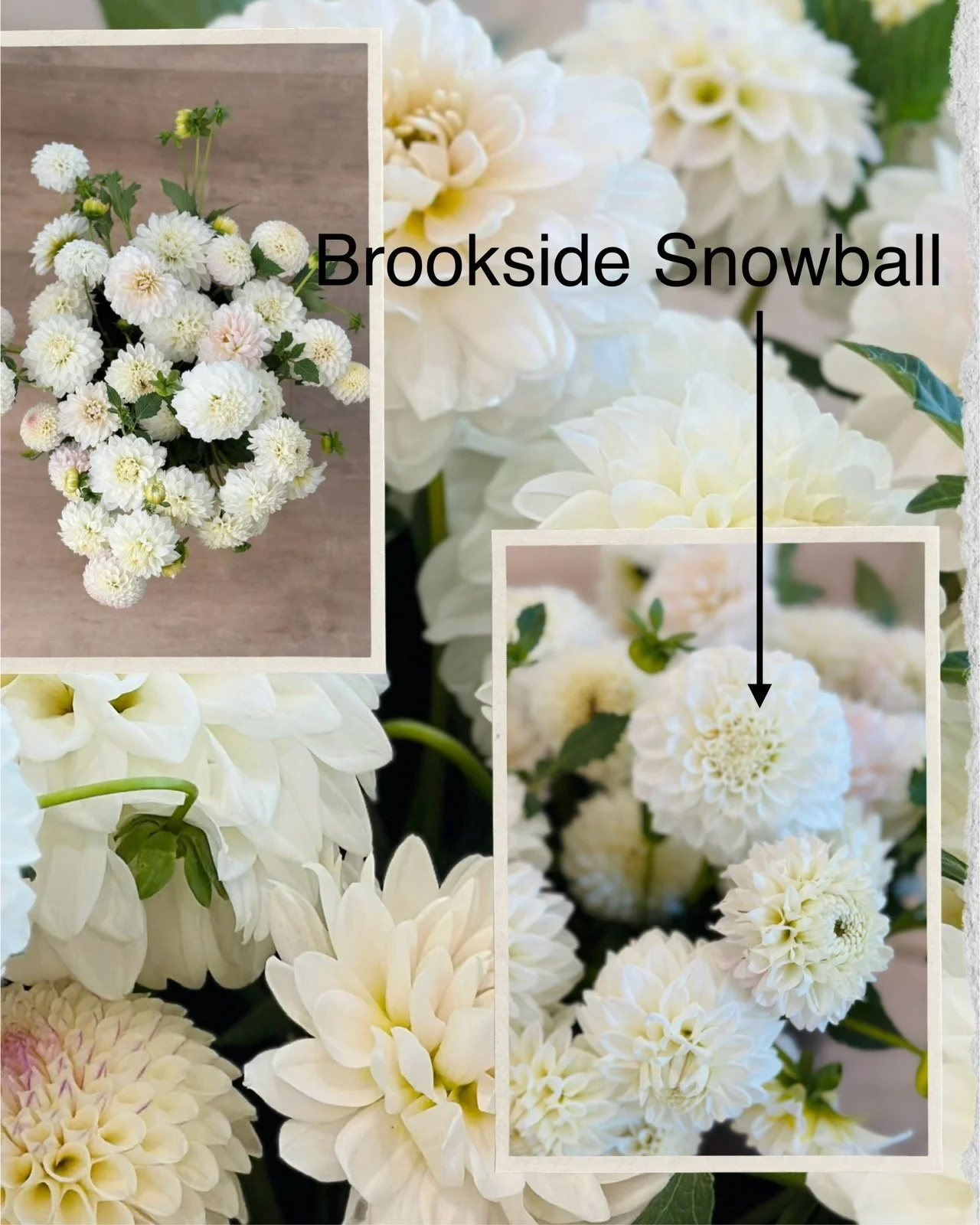 Brookside Snowball