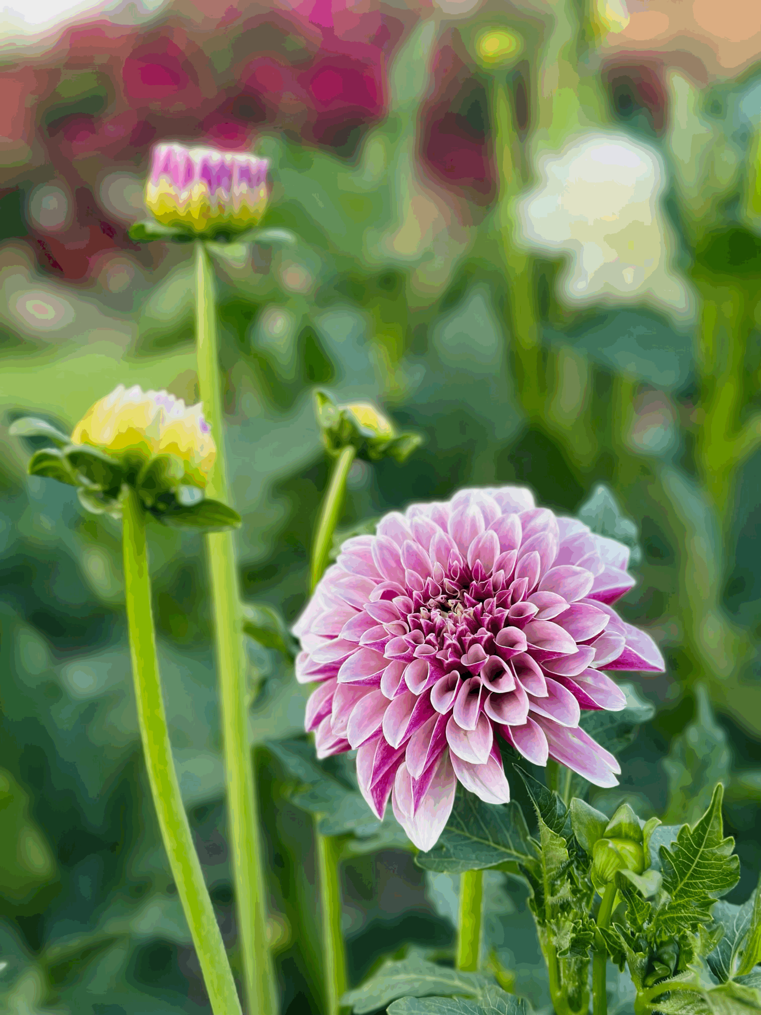 Salish Twilight Girl