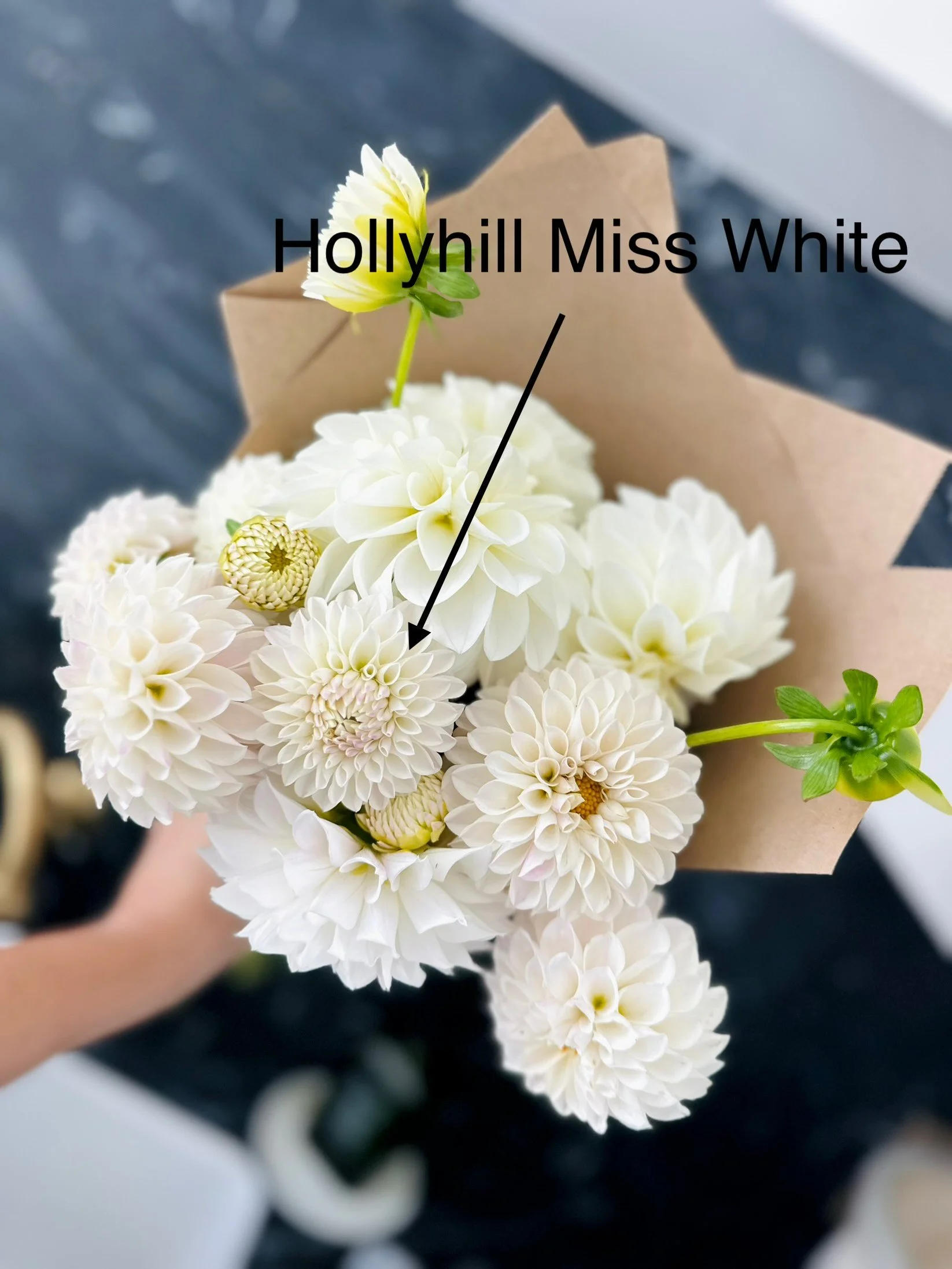 Hollyhill Miss White