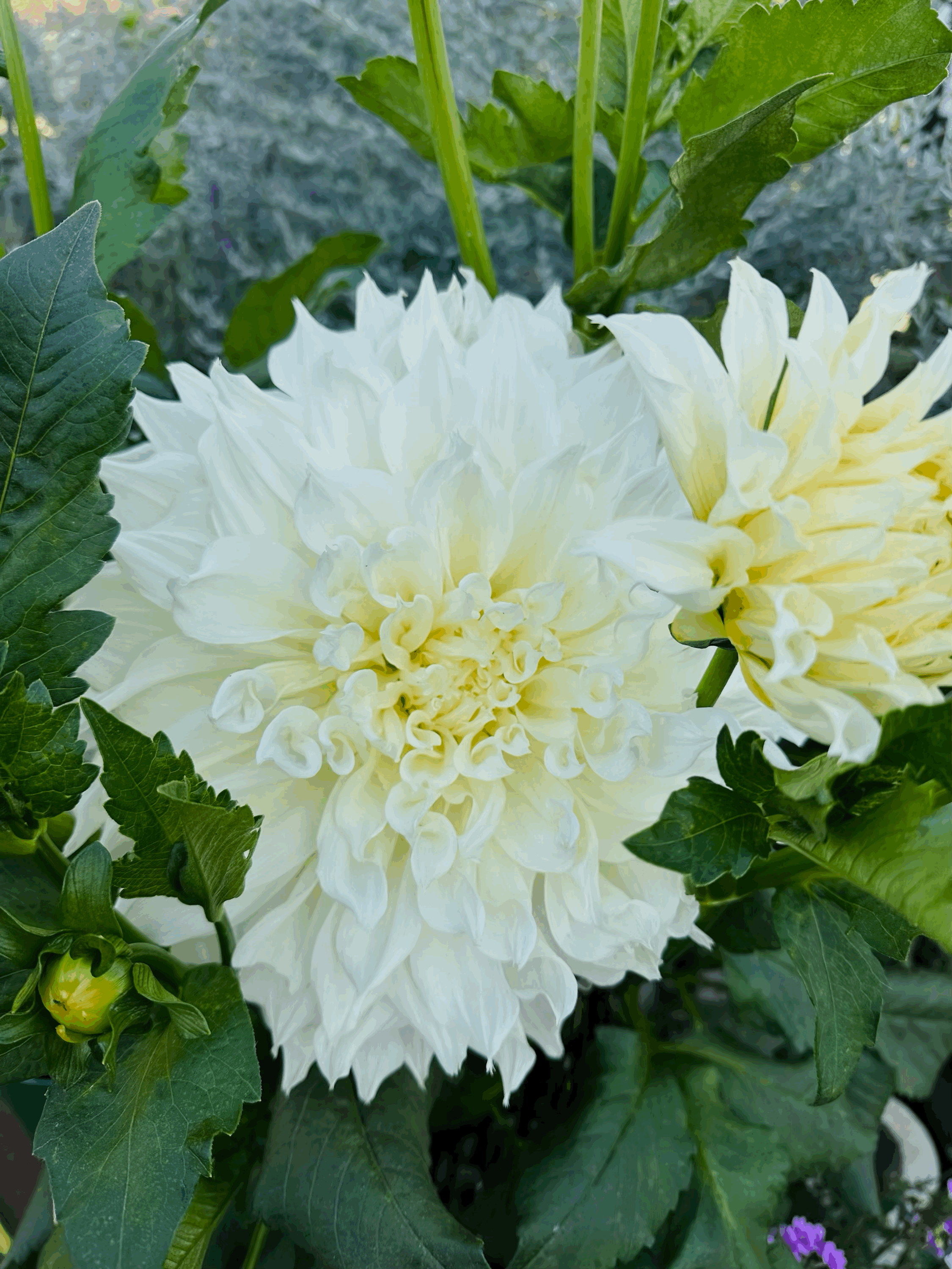 Cafe AU Lait Supreme