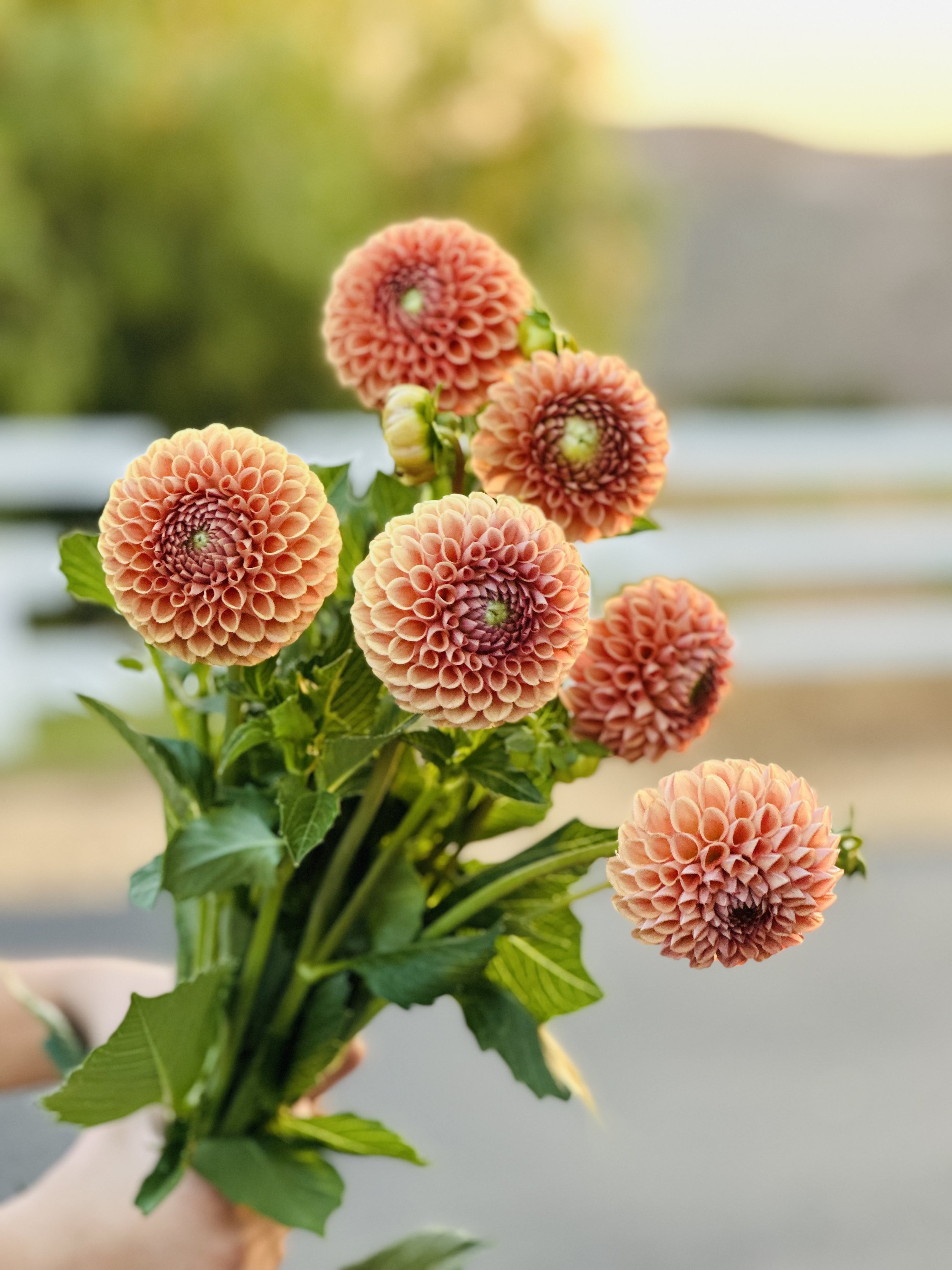 Cornel Bronze Dahlia