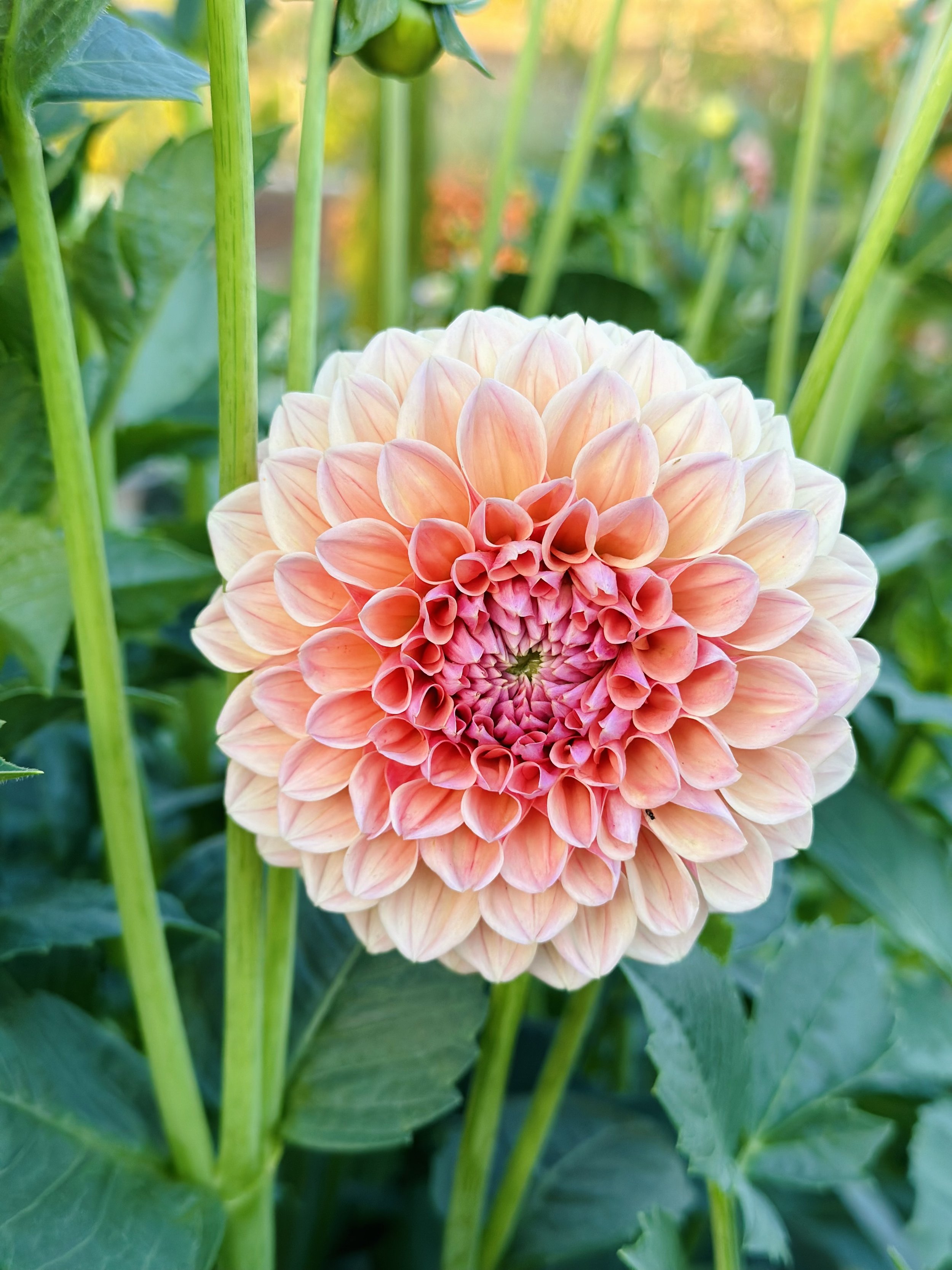 Linda's Baby Dahlias | Rancho Villa Home & Garden, LLC - San Diego, CA