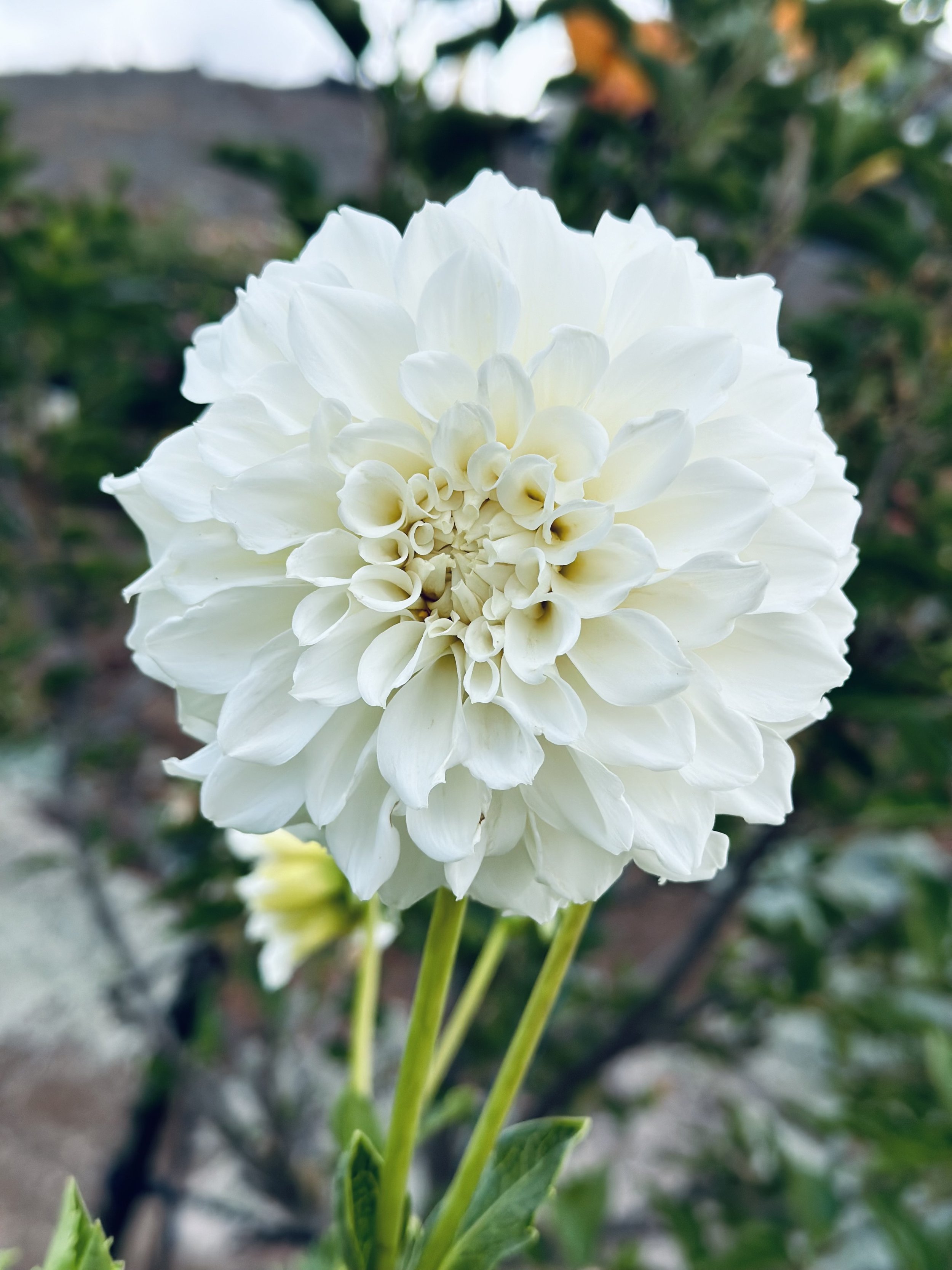 Irish Ruffles Dahlia