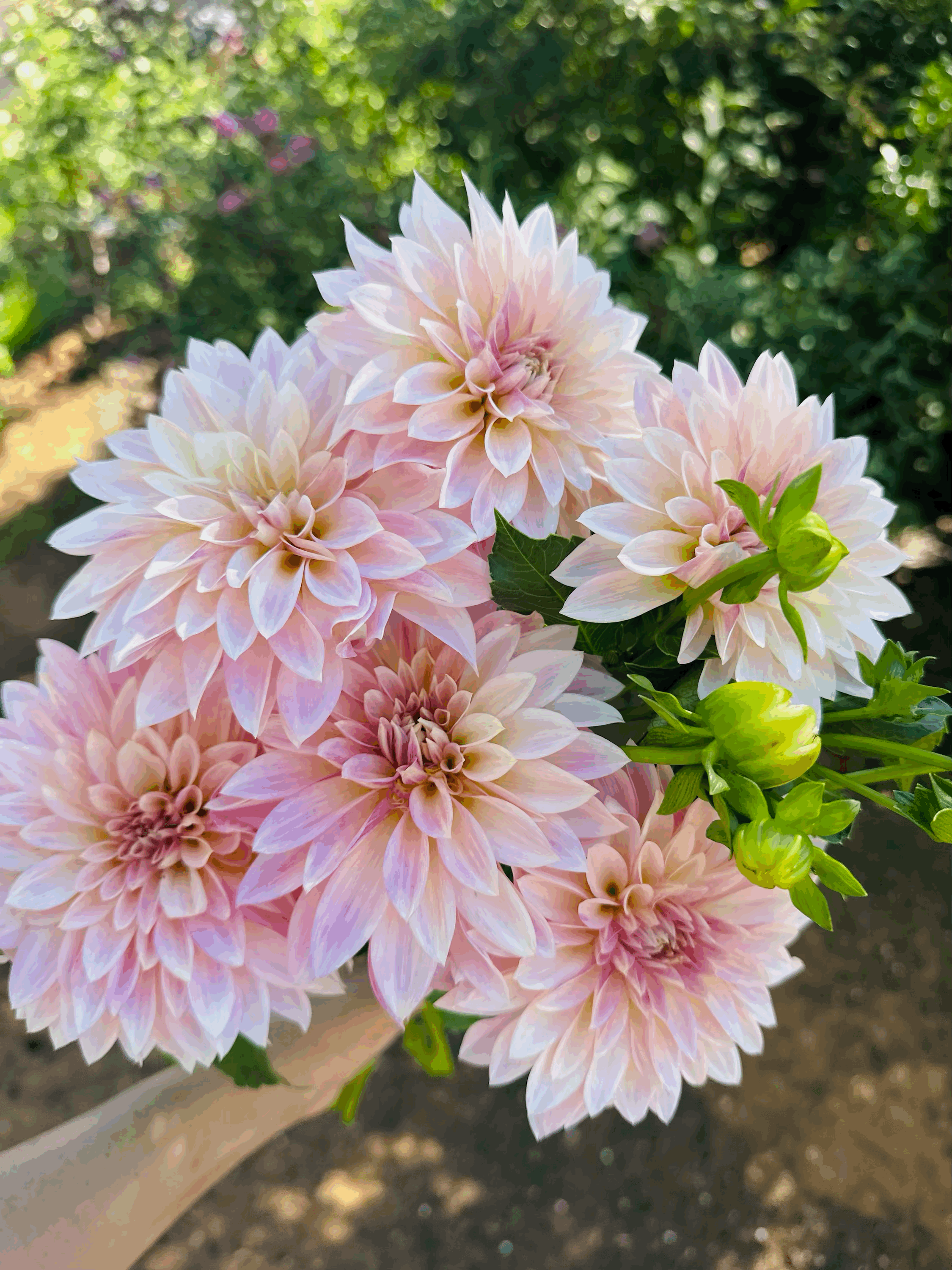 Cafe au Lait Mini - AKA Jolene