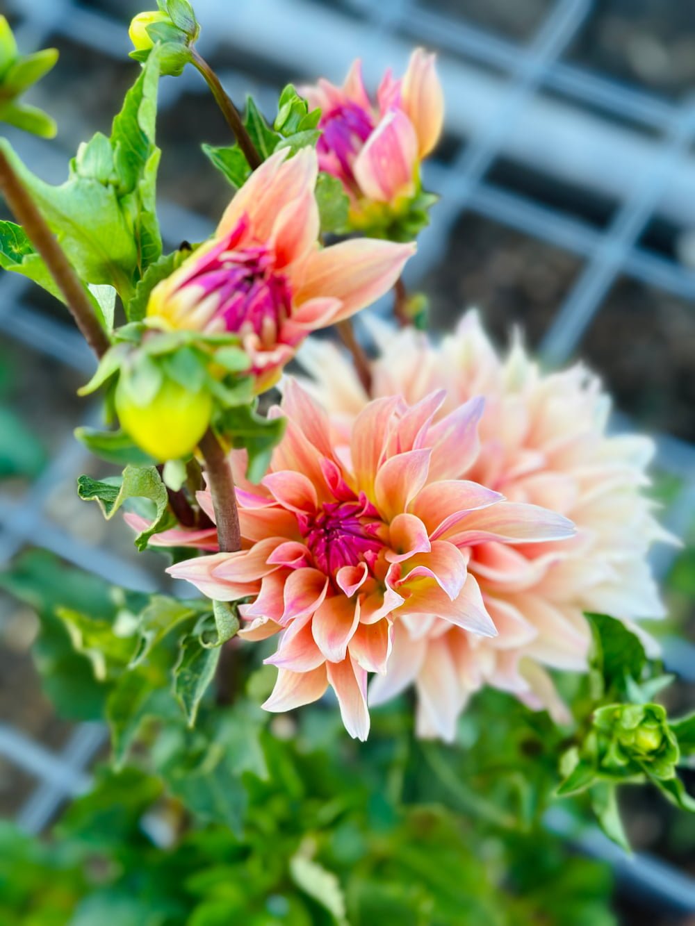 Labyrinth Dahlia Tuber.jpg