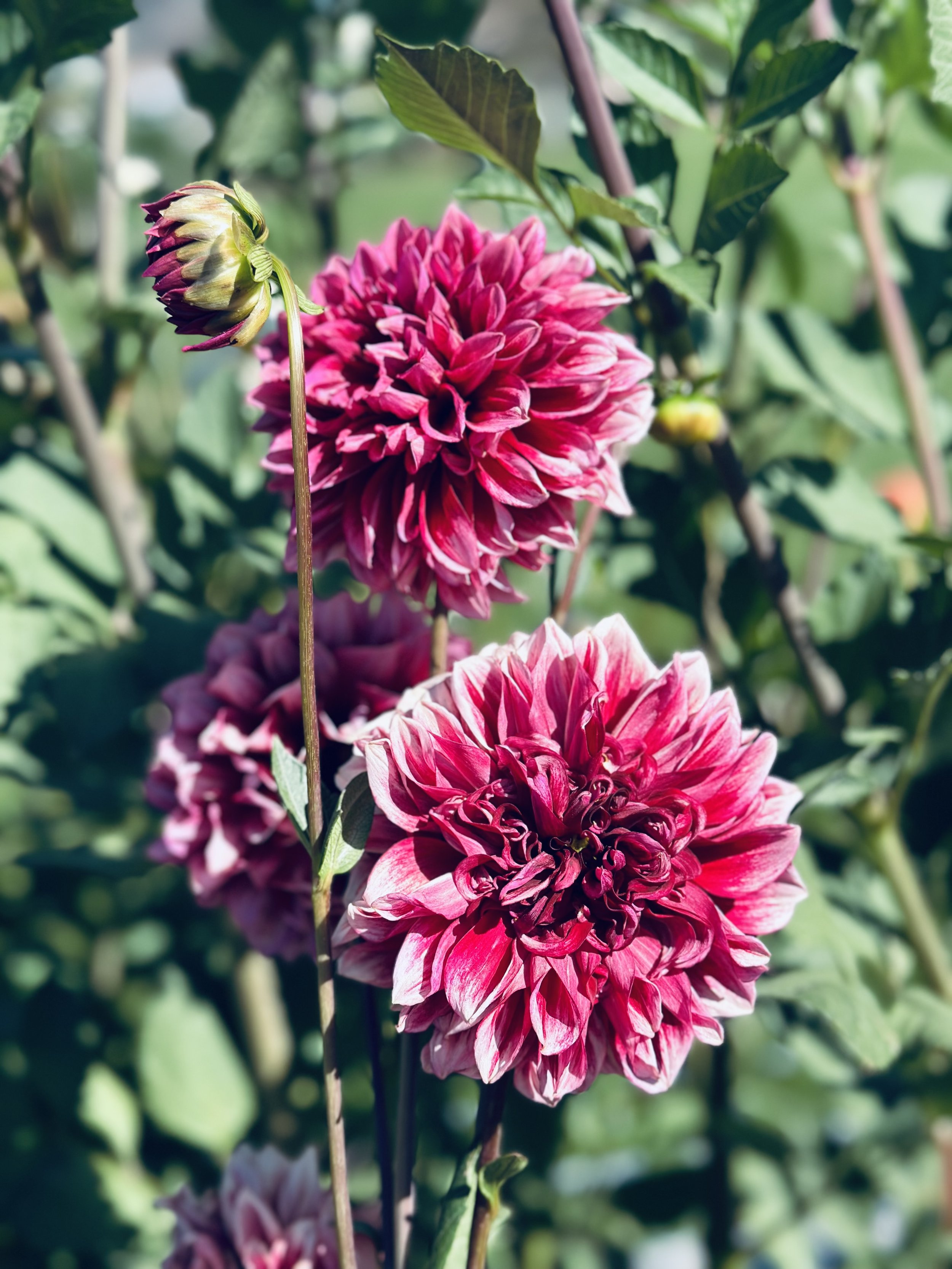 Bloomquist York Dahlia | Rancho Villa Home & Garden - San Diego, CA