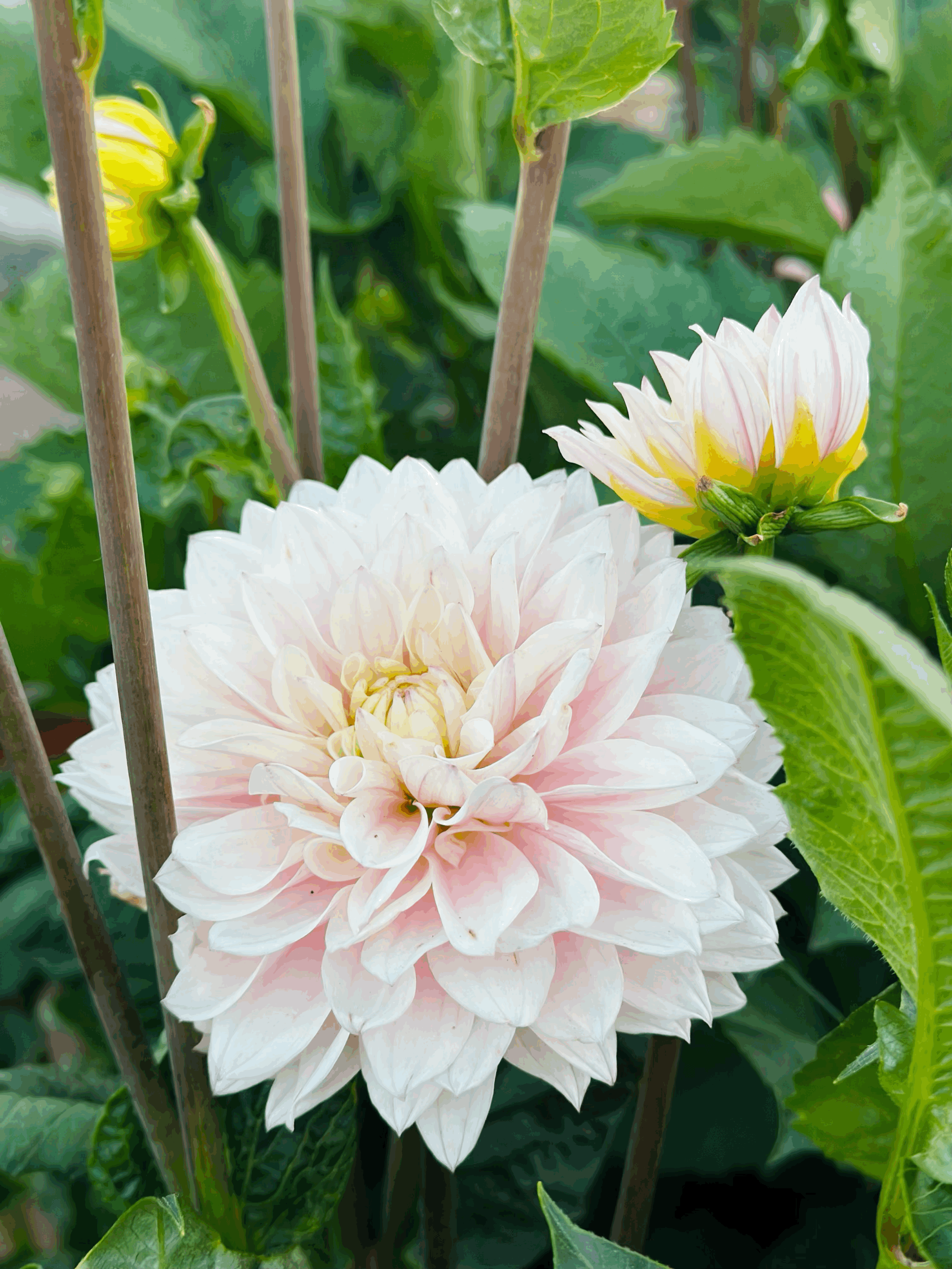 Wizzard of OZ (seed parent)