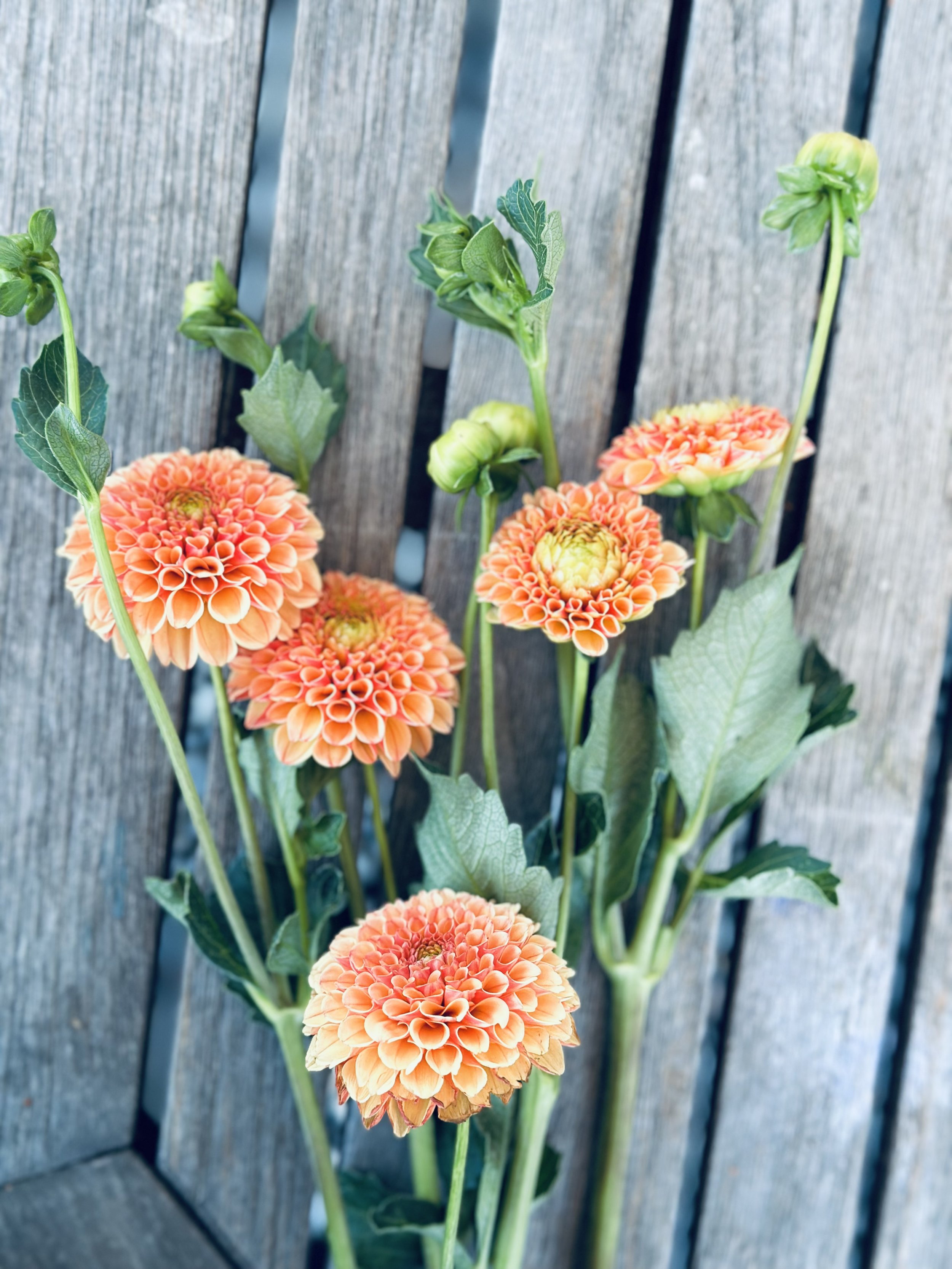 Amber Queen Dahlia