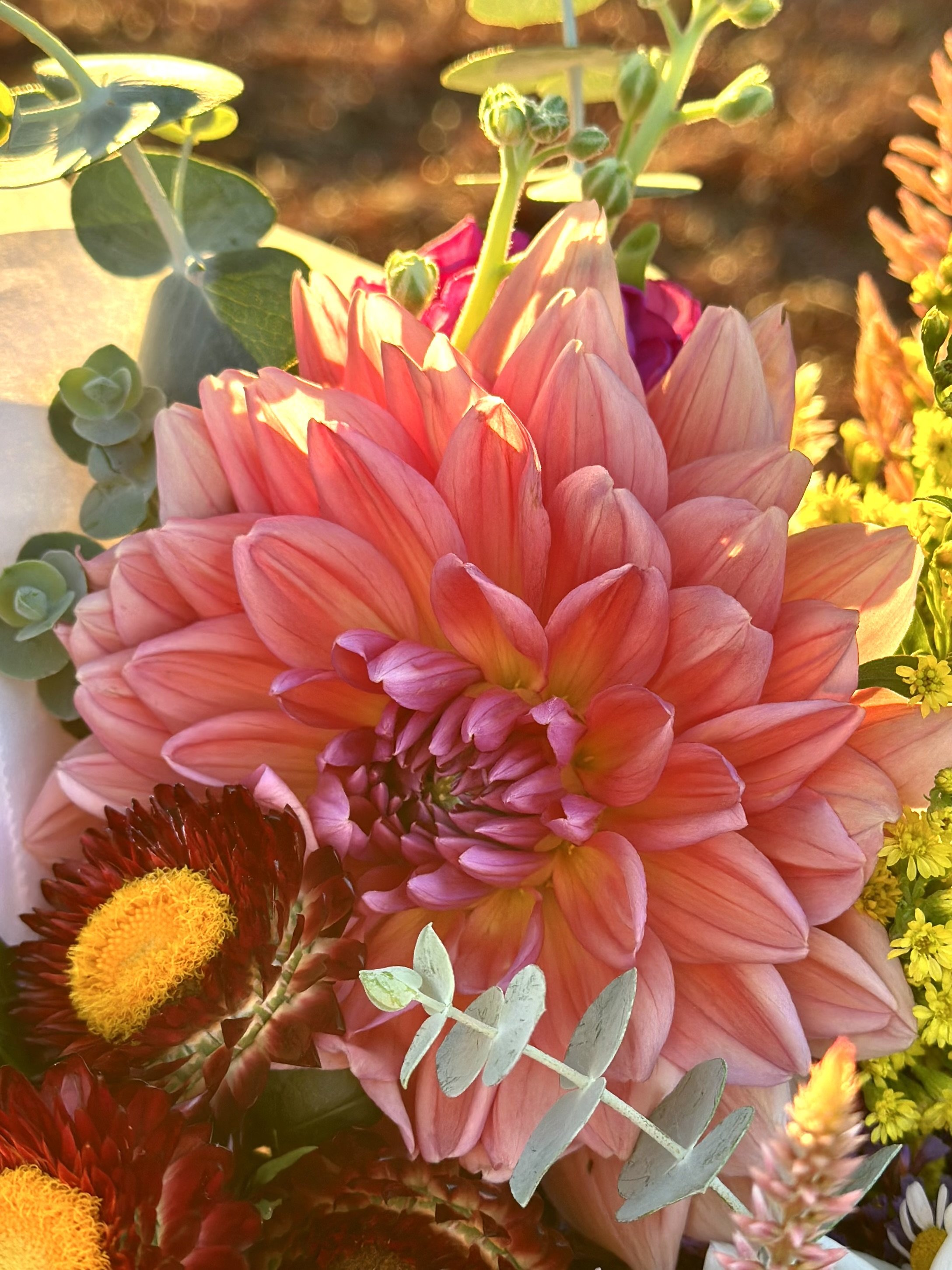 American Dawn Dahlia | Rancho Villa Home & Garden - San Diego, CA