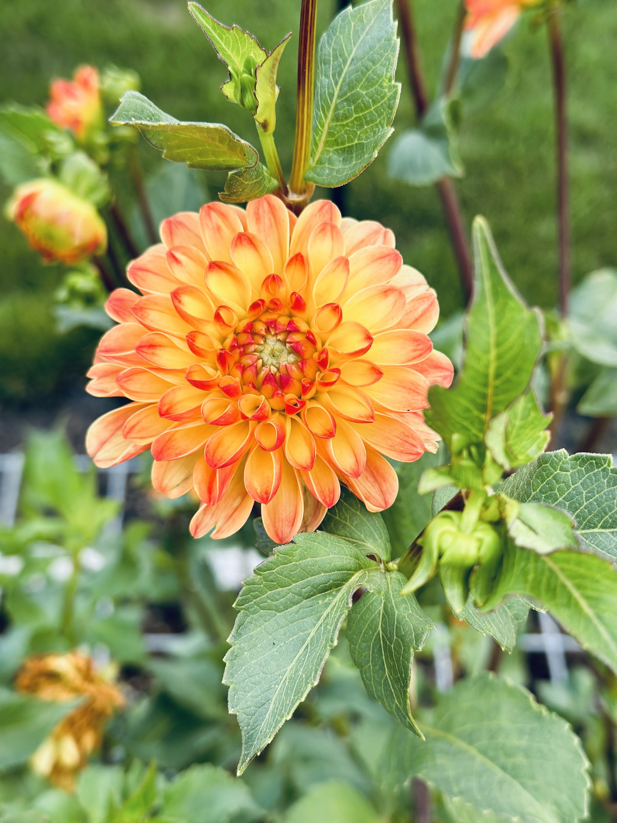 Jowey Chantel Dahlia