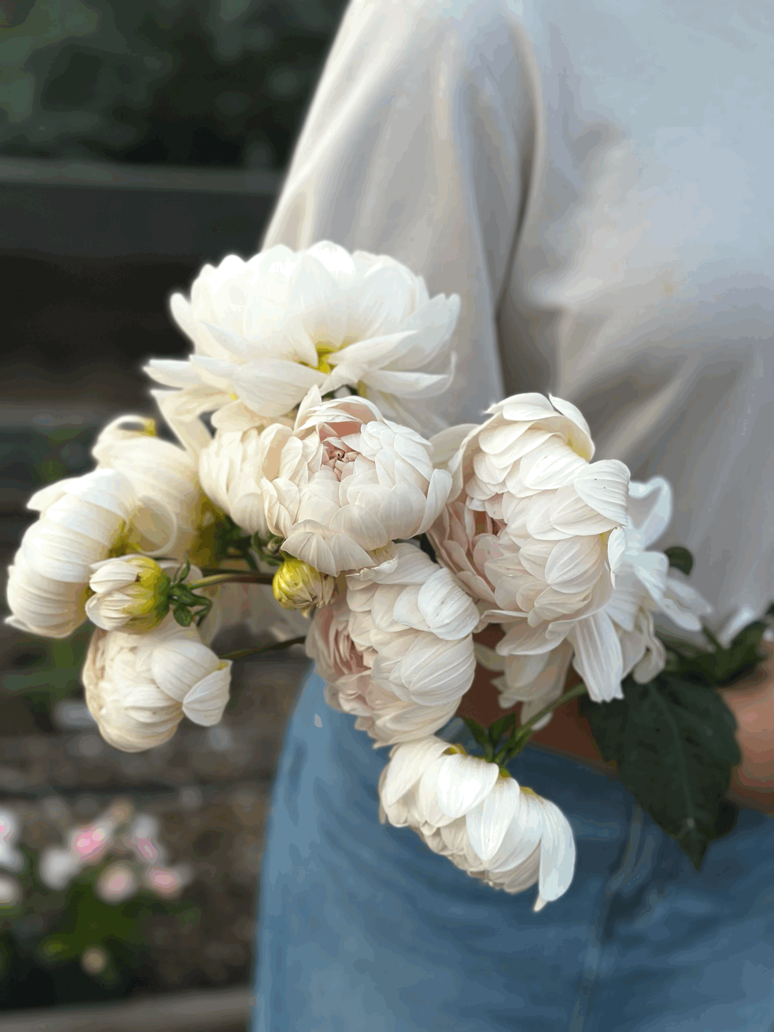 Kelgai Ann (seed parent)