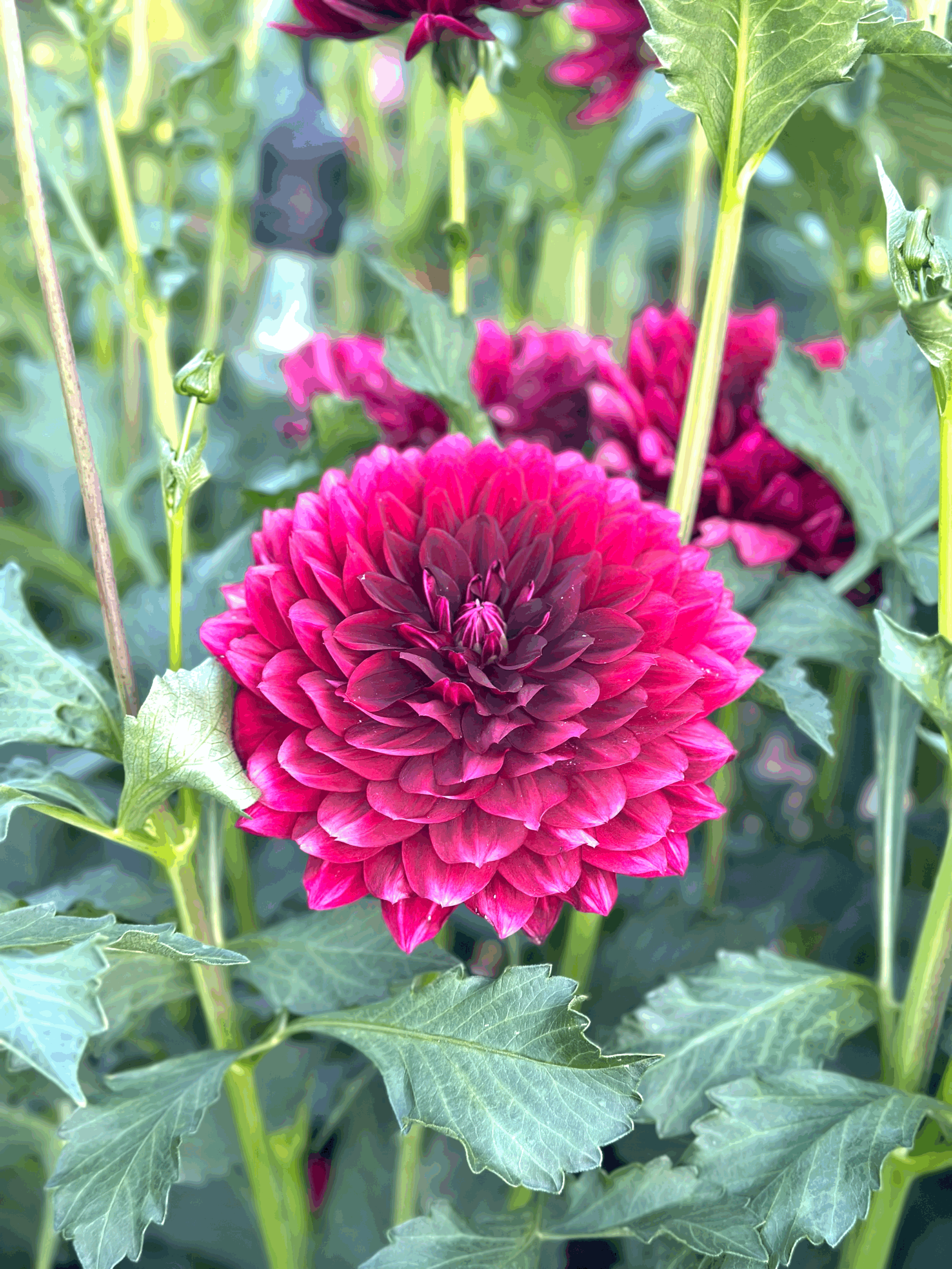 Hollyhill Black Widow - limit 1