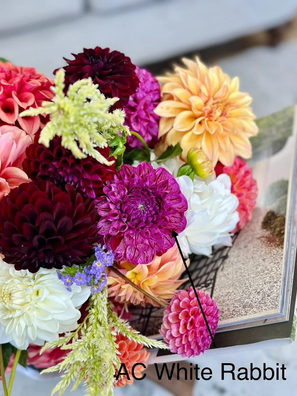 Ac white rabbit.jpeg