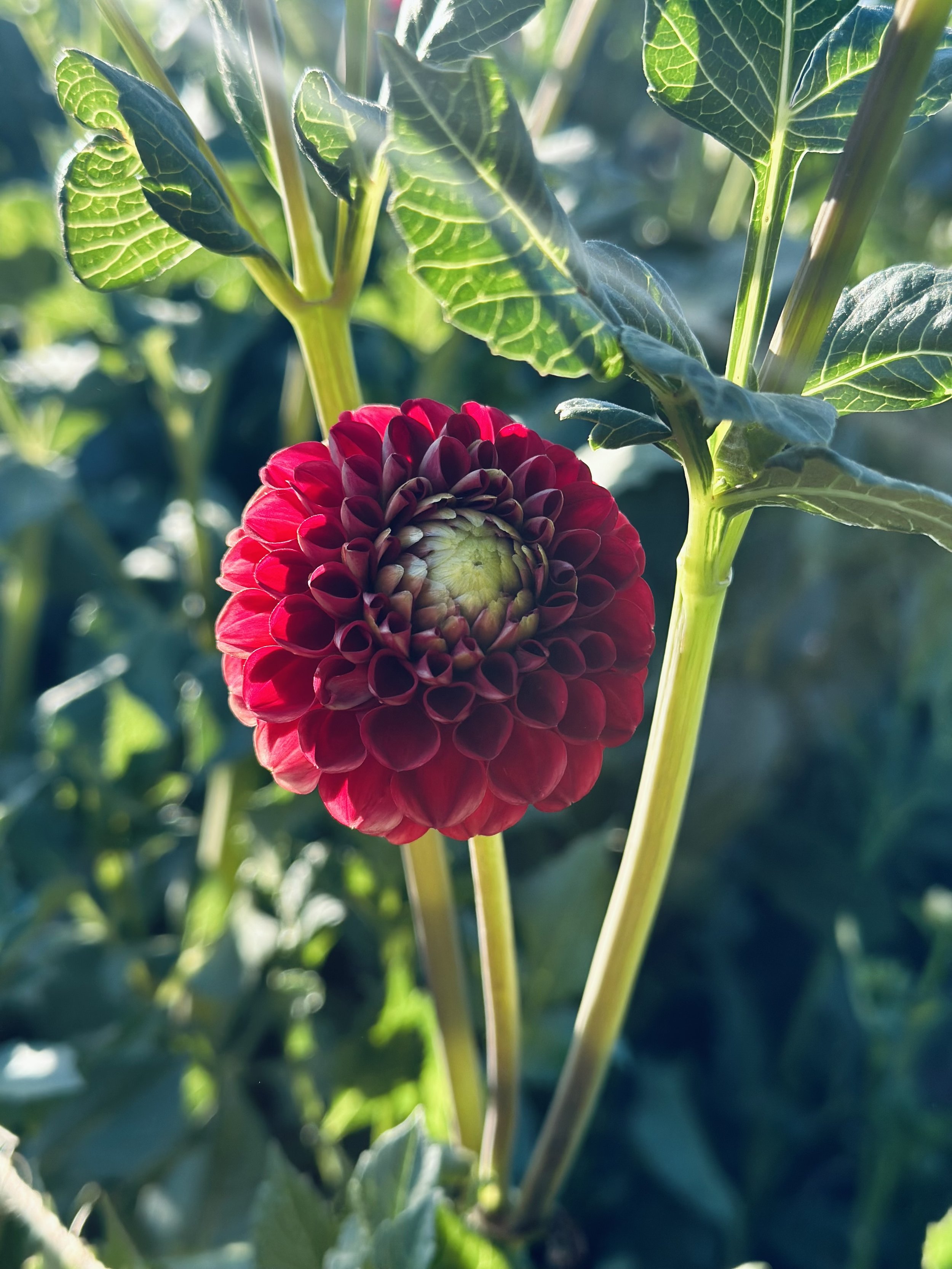 Bloomquist Paul Jr Dahlia Tuber - Rancho Villa Home & Garden, LLC | San Diego, CA