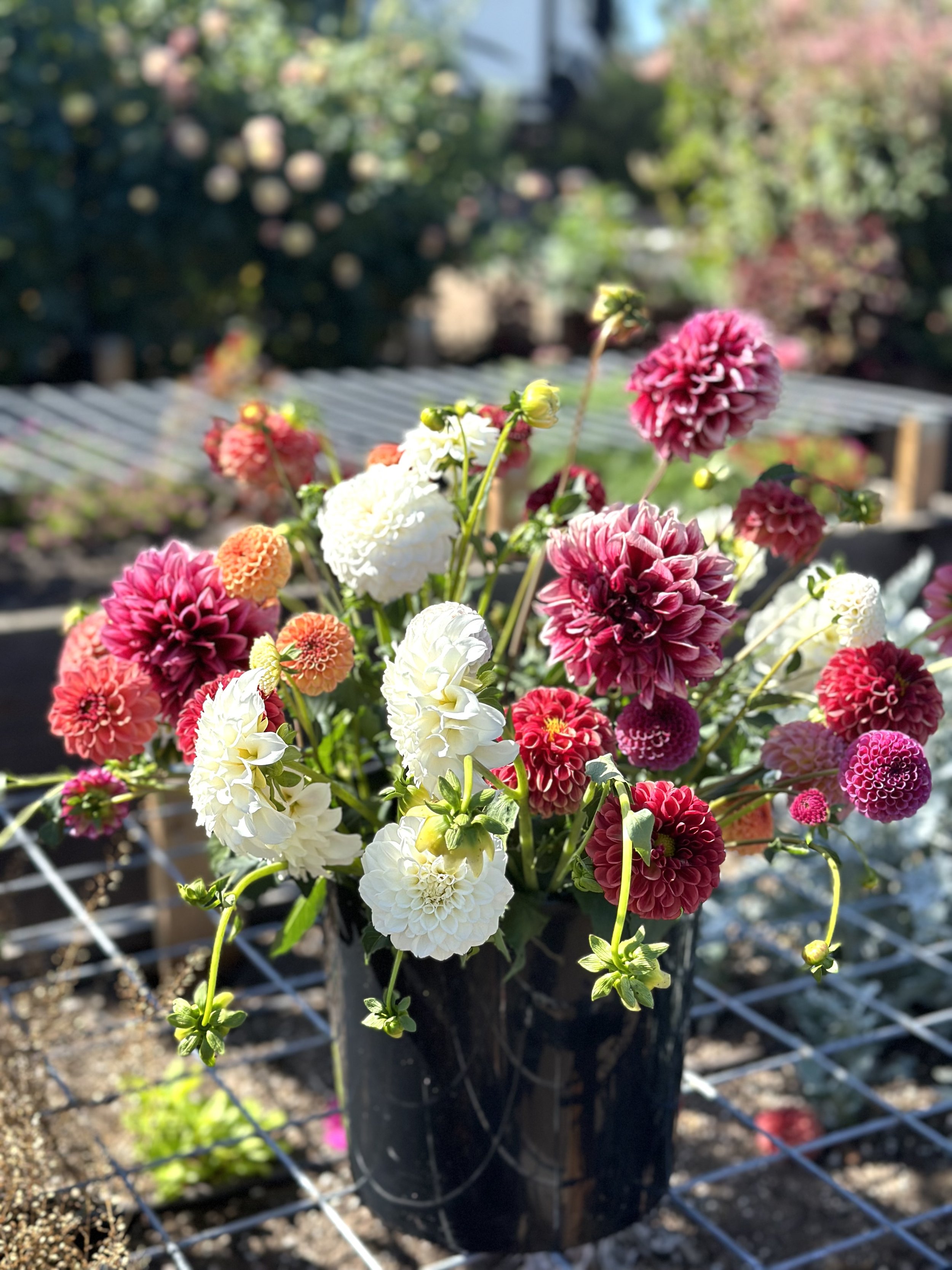 Bloomquist York Dahlia & White Dahlias | Rancho Villa Home & Garden - San Diego, CA