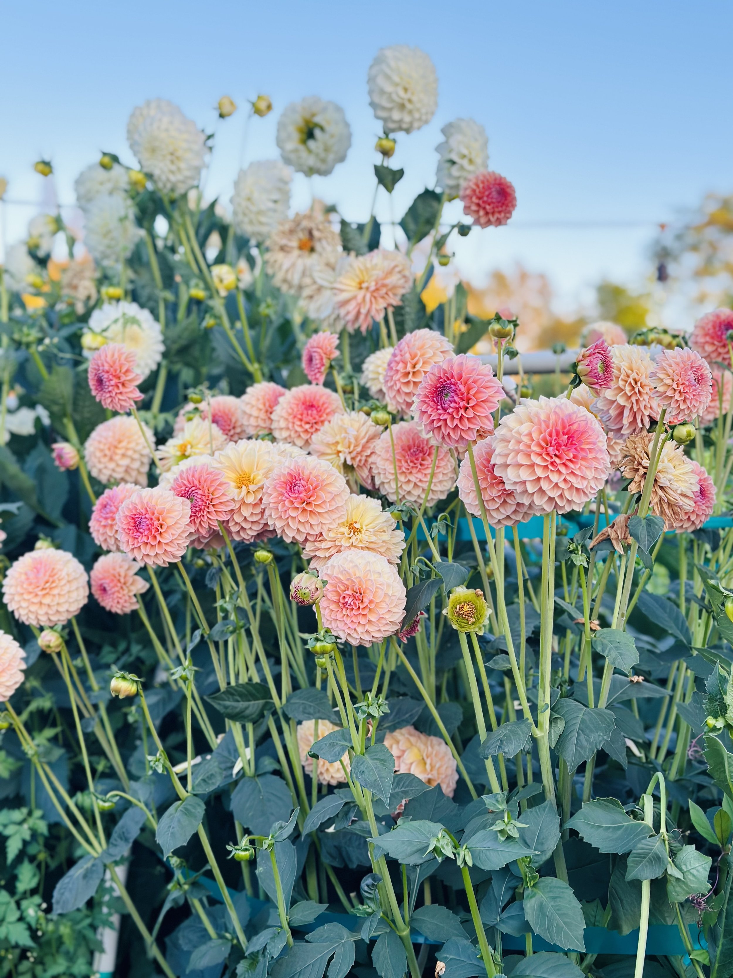 Linda's Baby Dahlias in Field | Rancho Villa Home & Garden, LLC - San Diego, CA