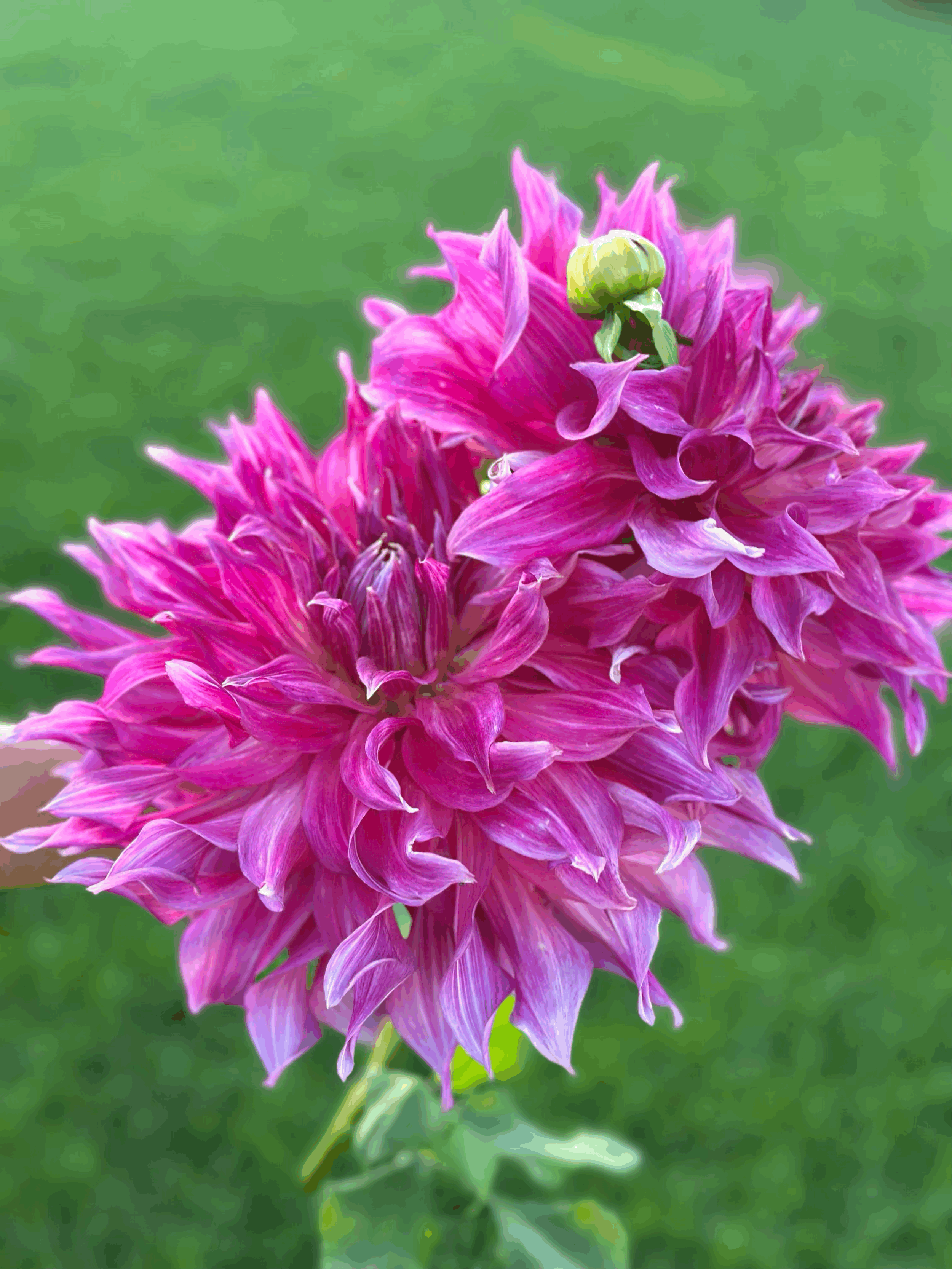 Penhill Watermelon or PH Dark Monarch