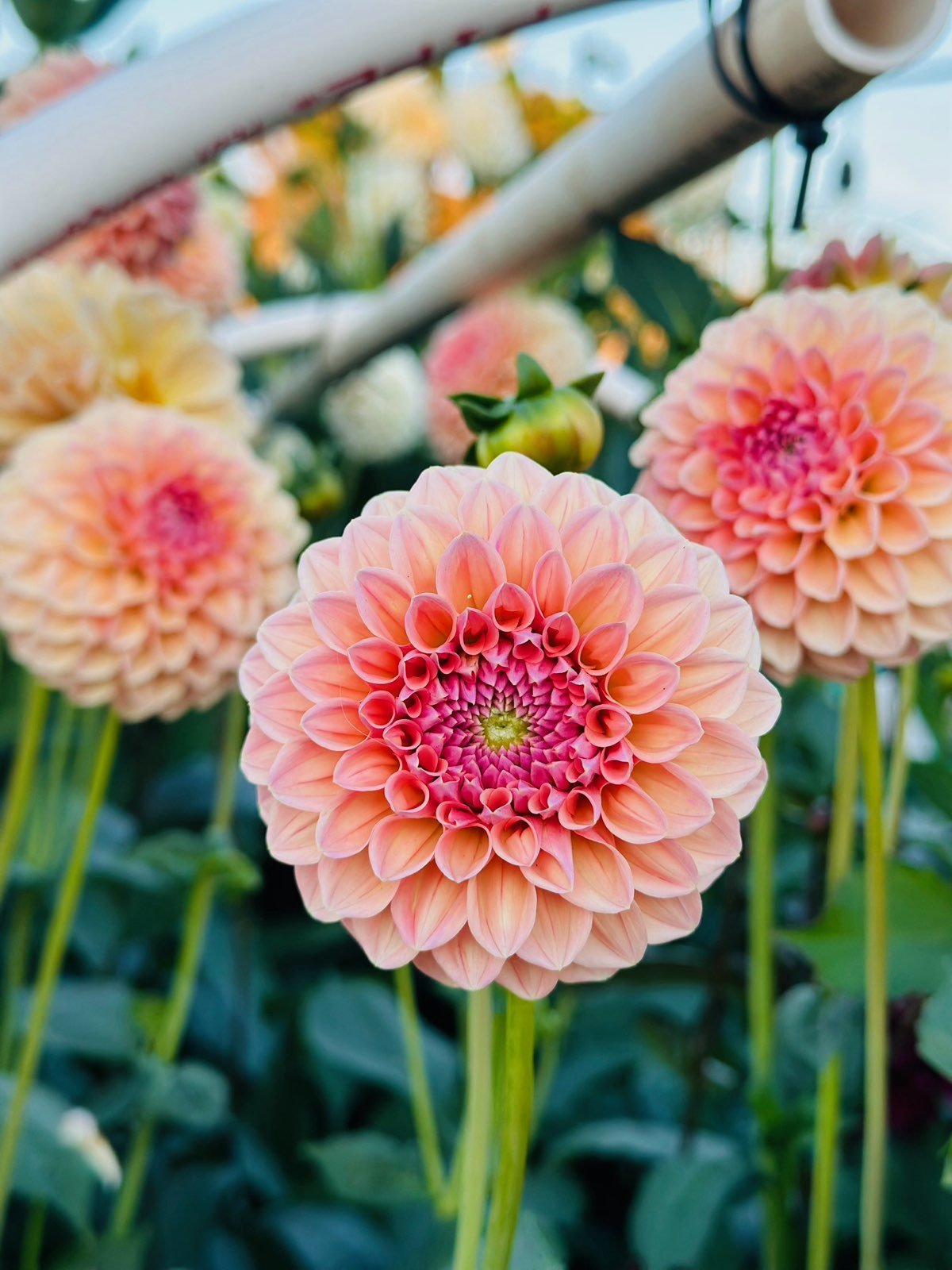 Linda’s baby2.jpeg