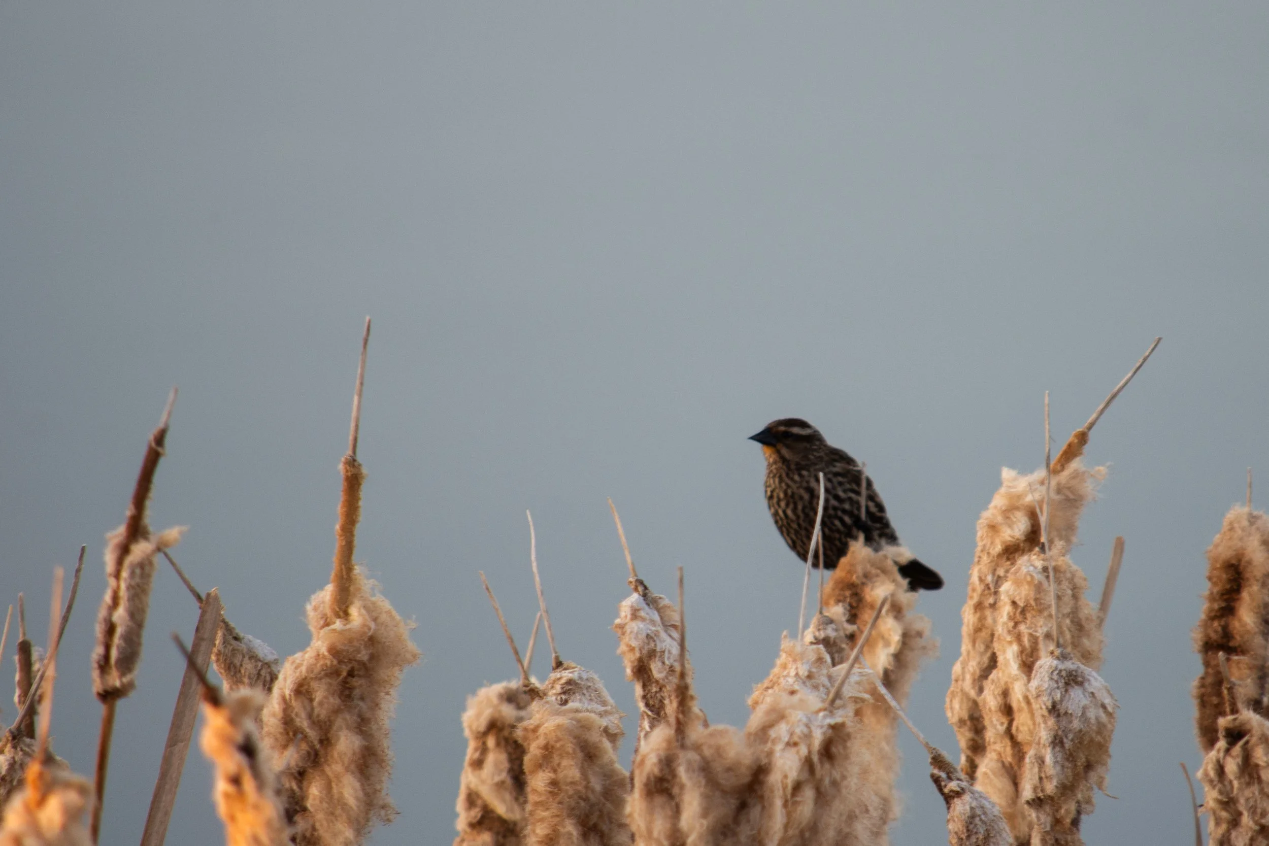A small brown bird perched on a cattail plant in a marsh, with otherwise mostly bare sky in the background.