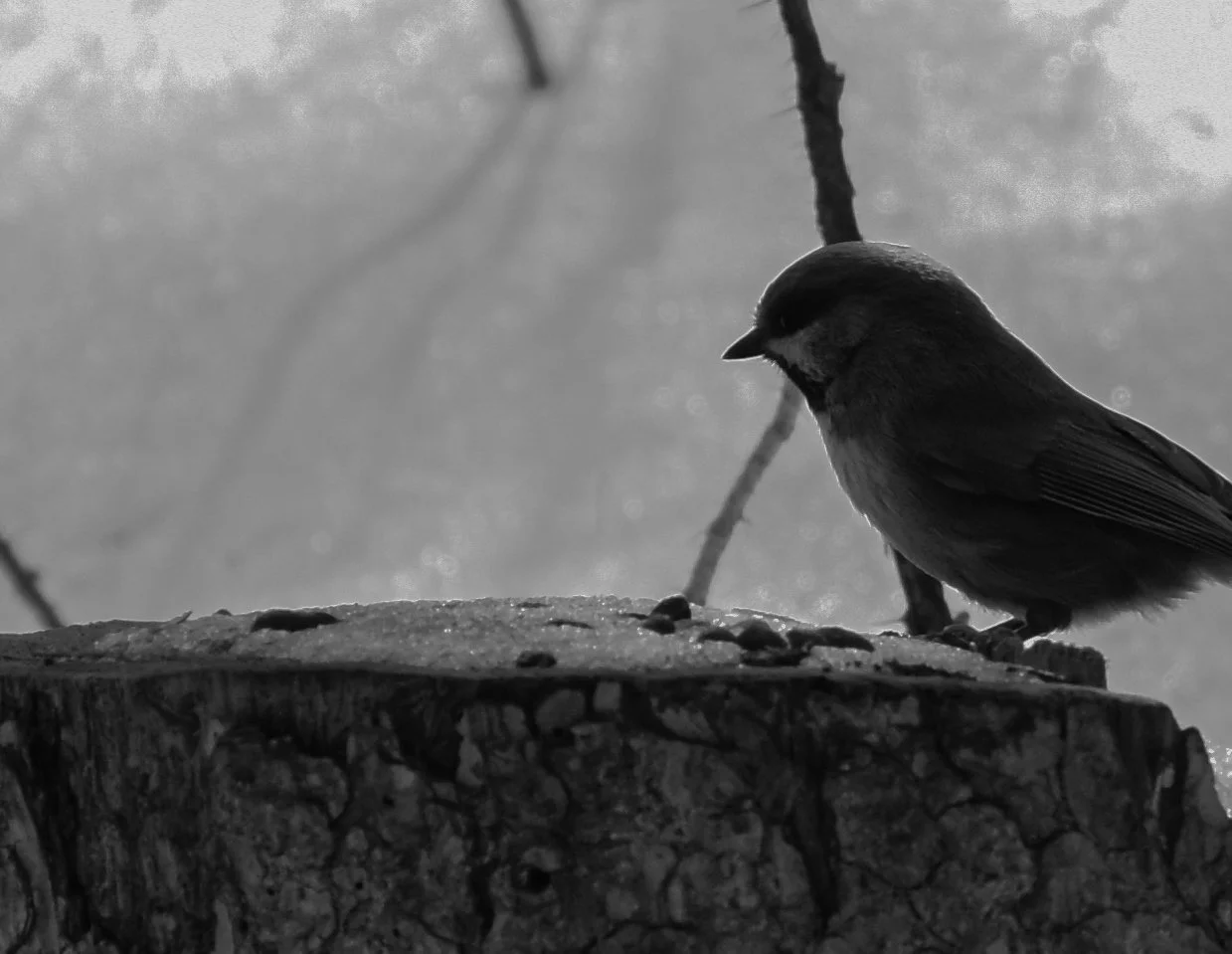 A black and white photograph of a small bird perched on a tree stump, with a branch behind it and a blurred natural background.