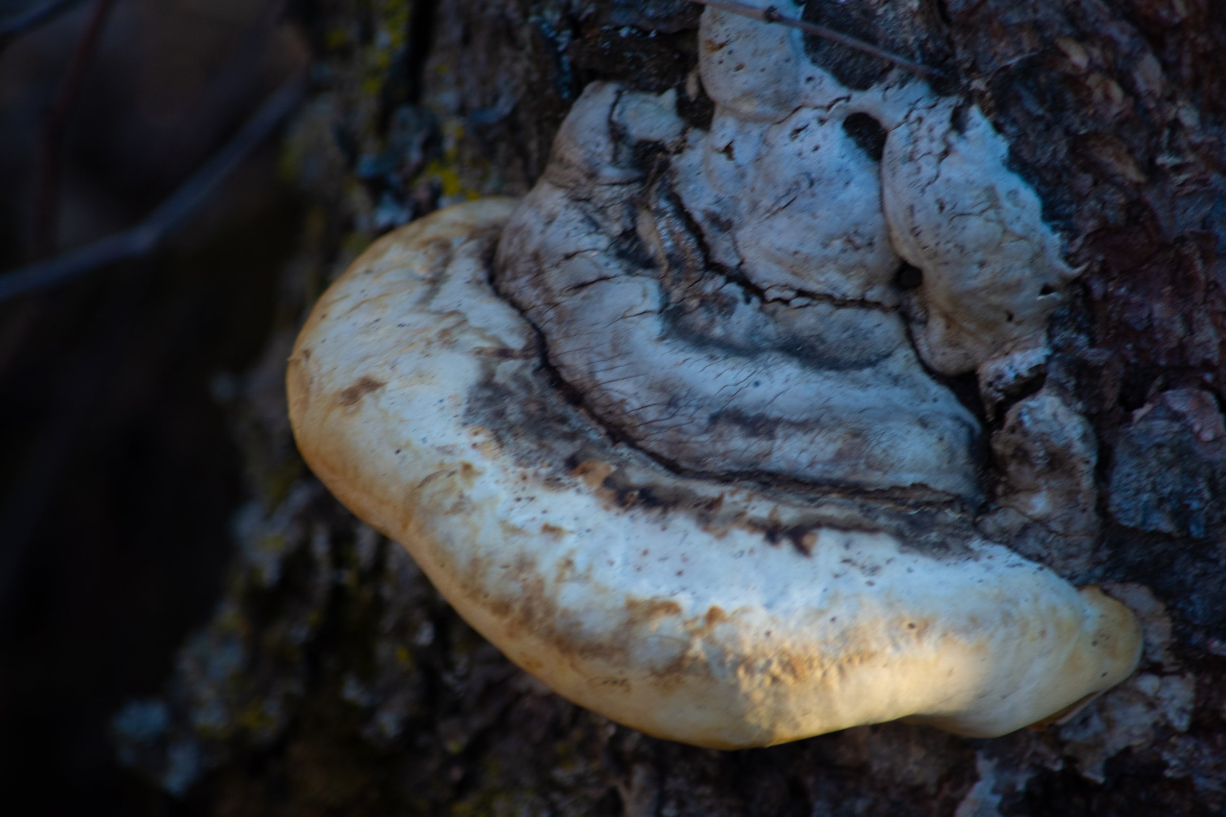 Close-up of a mushroom growing on a tree trunk, with a white cap and darker cracked areas.