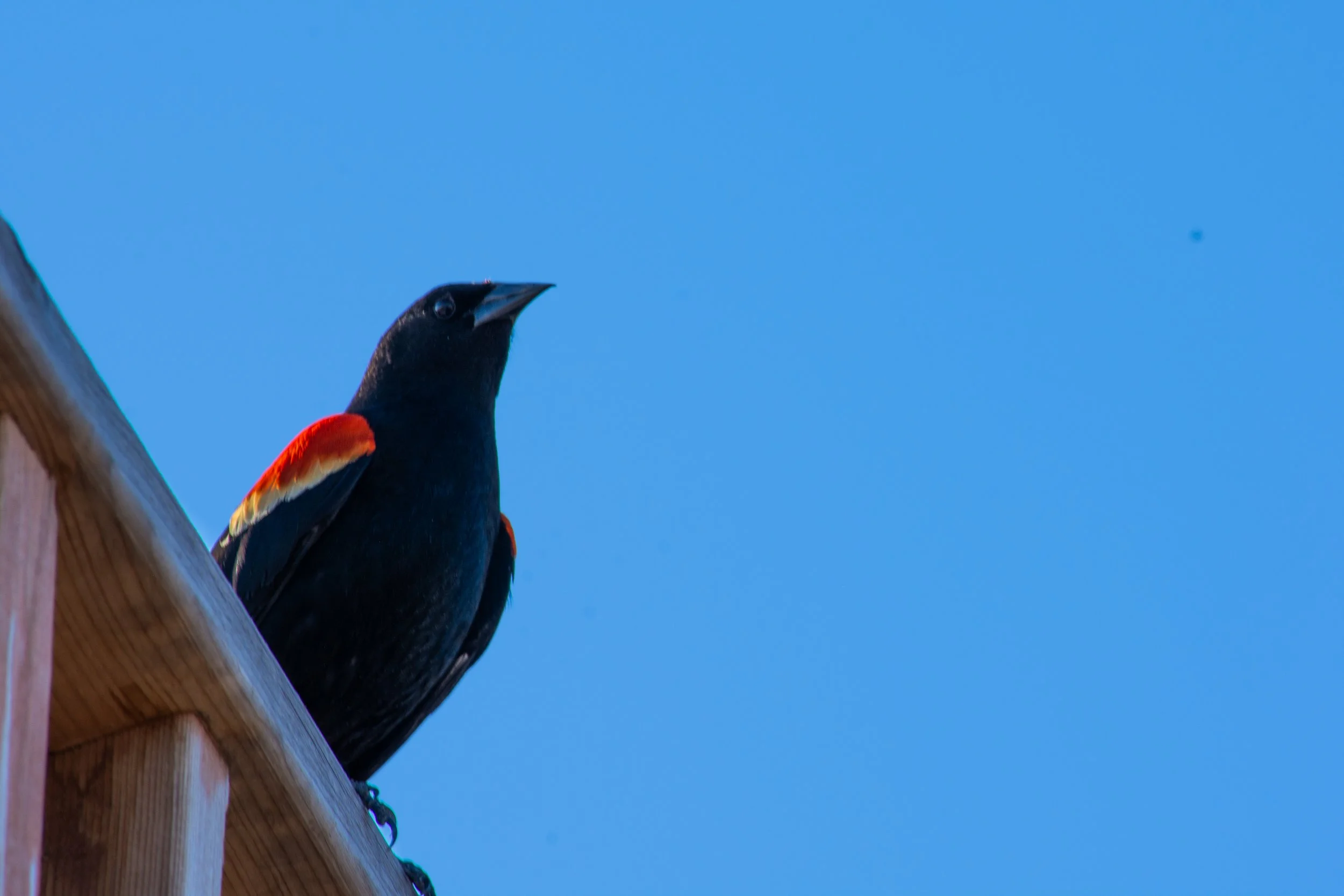A black bird with red and yellow wings perched on a wooden railing against a clear blue sky.