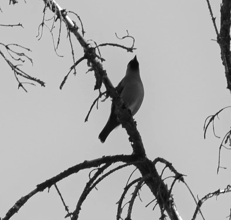 A bird perched on a branch of a leafless tree, with a plain gray sky background.