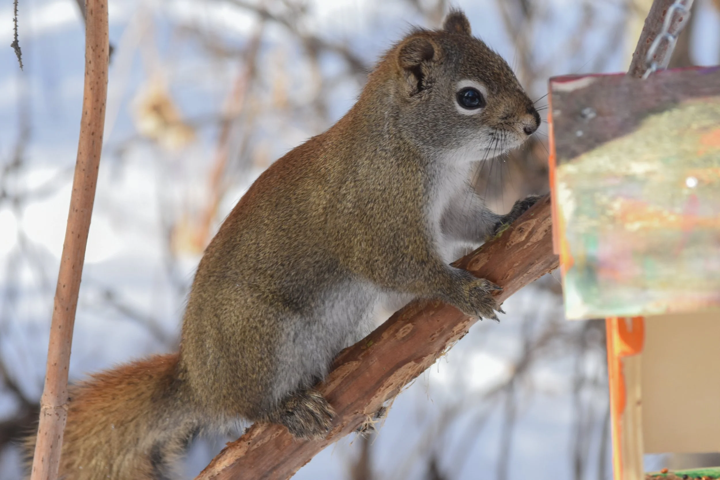 A squirrel on a tree branch looking at a colorful feeder.