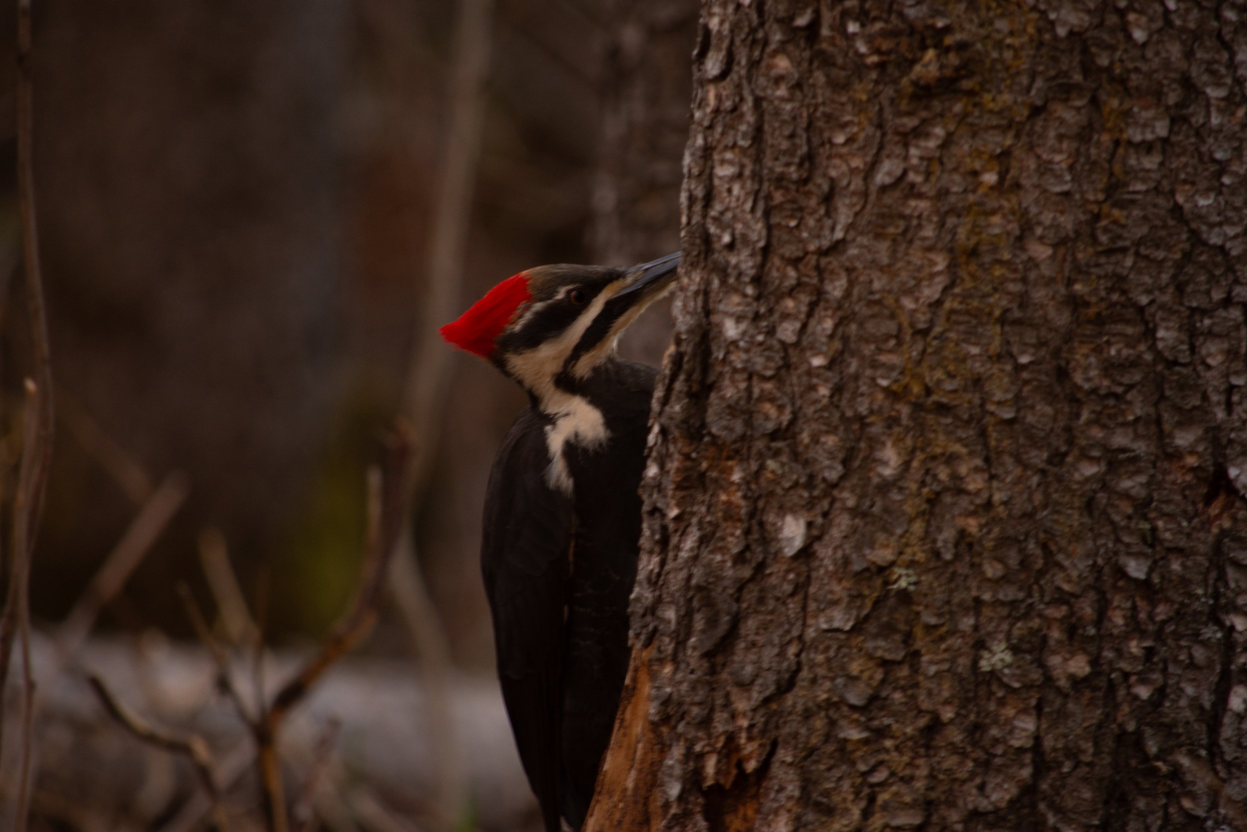 A woodpecker with a red cap on its head, black and white body, and long beak, pecking at the trunk of a tree in a forest.