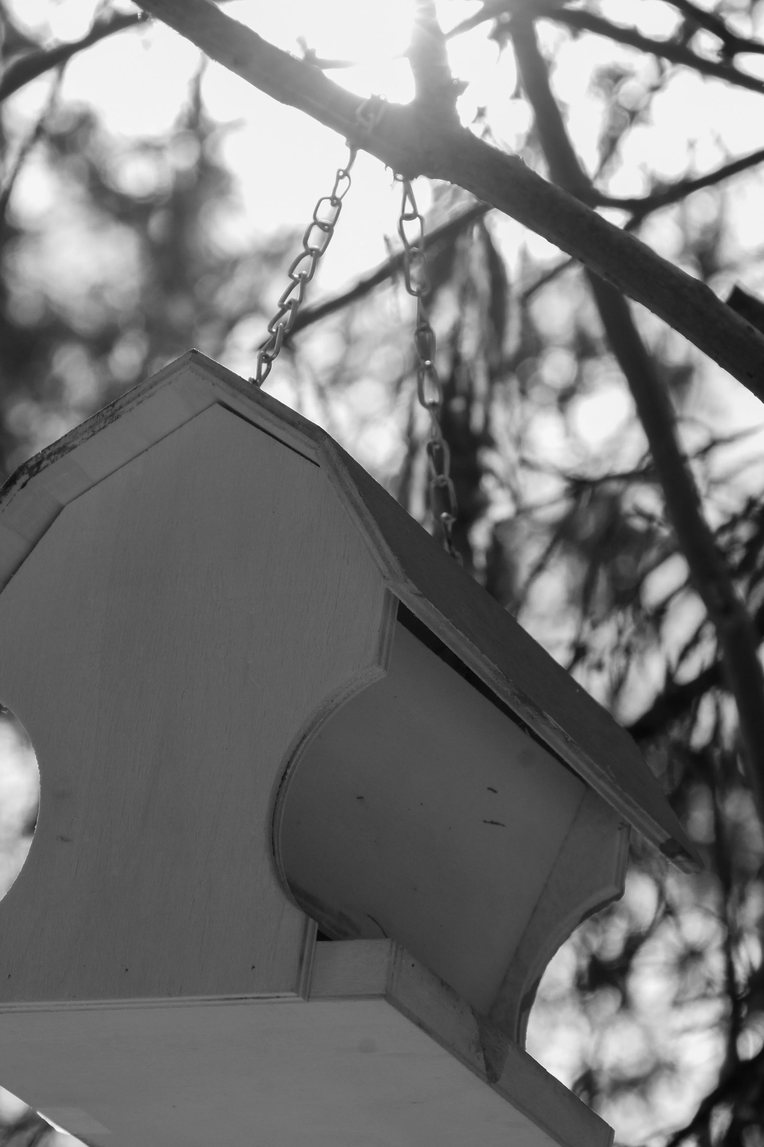 Black and white photo of a birdhouse hanging from a tree branch by a chain in outdoor natural setting.