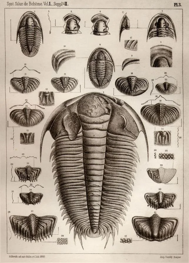 trilobite-chart-fossil-identifying-birdly-studio.jpg