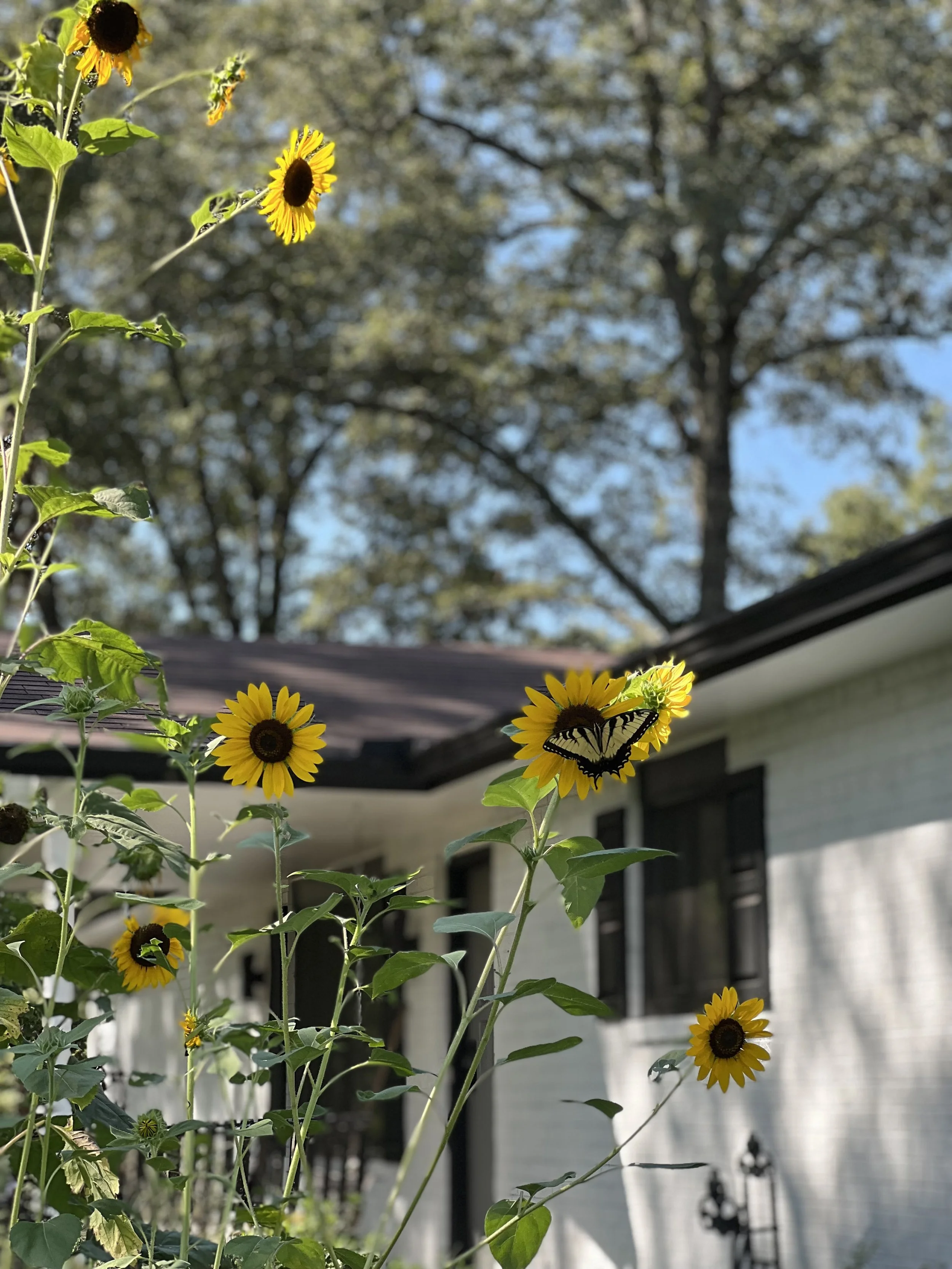 The traditional, graphic white and black exterior scheme against four seasons of Arkansas color is a dramatic display with its beautiful sunsets, stormy skies, and abundant vegetation.