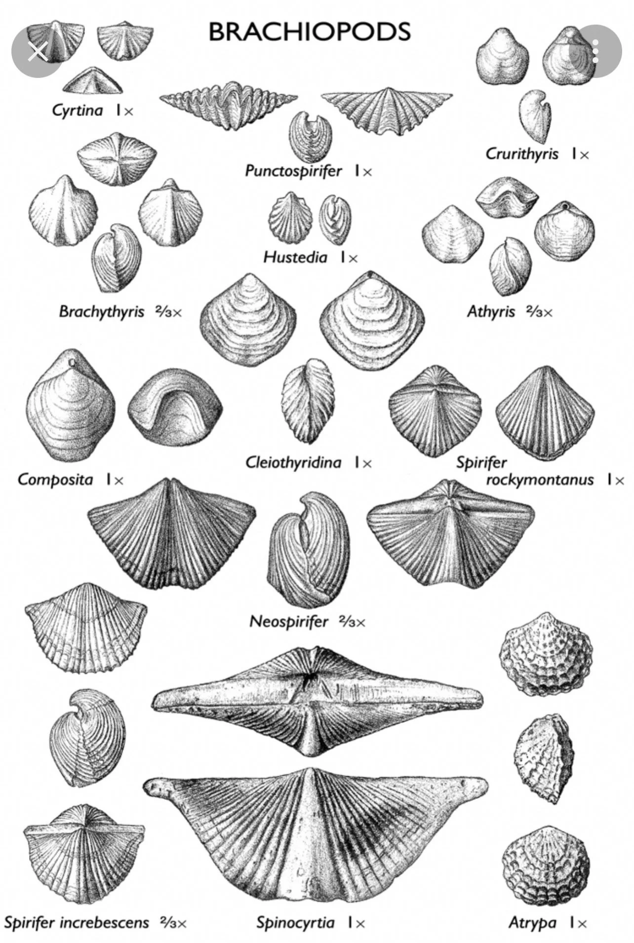 brachiopod-fossil-identify-chart-birdley.studio.jpeg