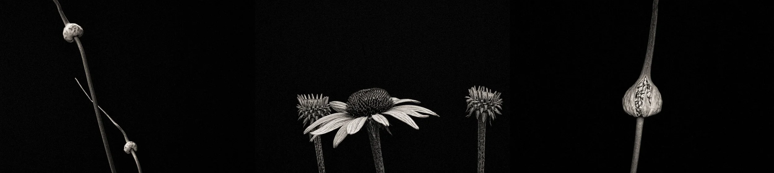 "Fleurs Provocateurs" is a series of playfully dramatic images of annual flowers throughout the lifecycle of a summer season.