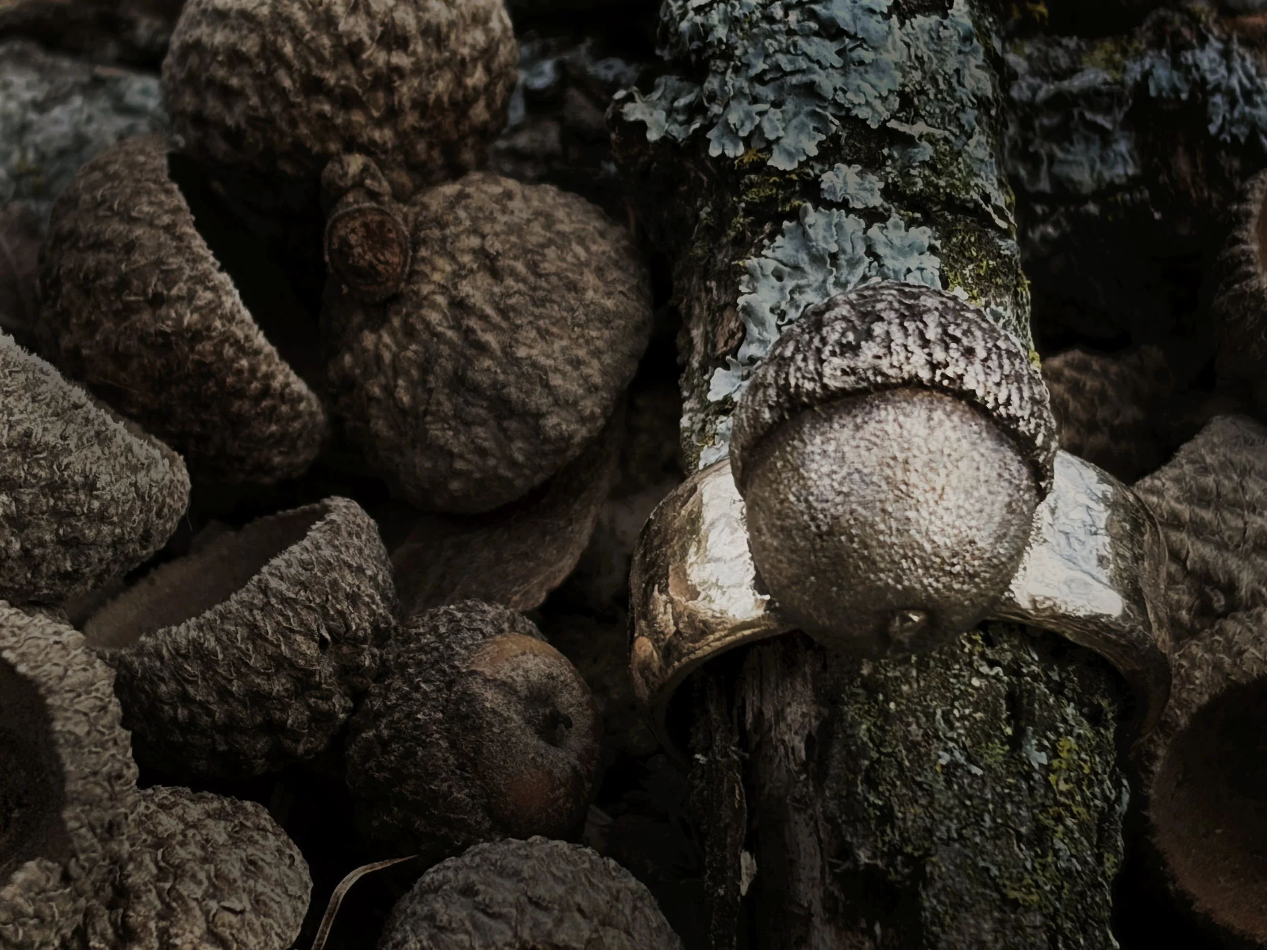 acorn-ring-bronze-stick-birdley-studio.jpg