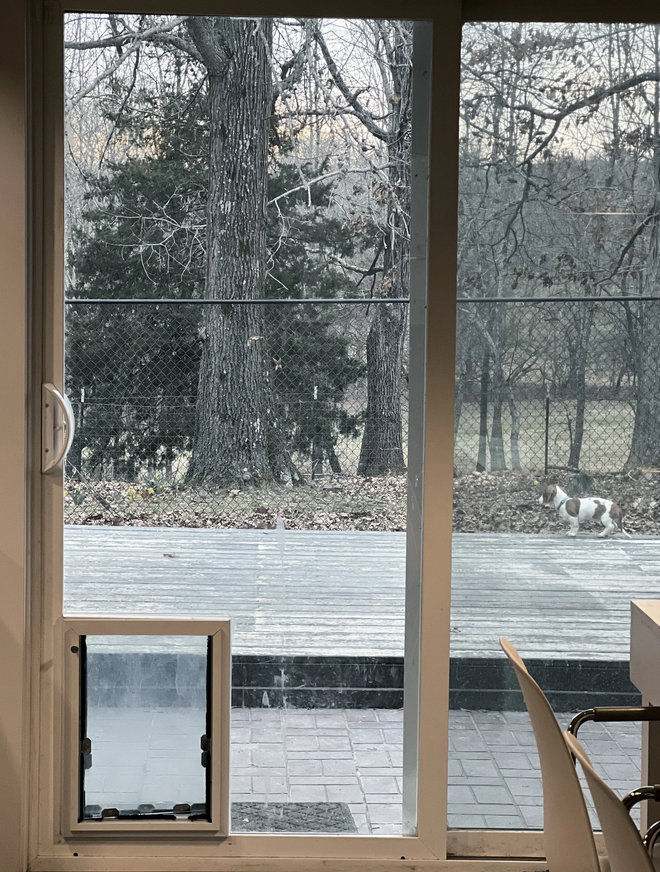 A doggie door in the sliding glass means cutting one less opening out to the elements. This model by Hale Dog Doors is both sturdy and elegant , blending quite effectively into the surrounding glass.