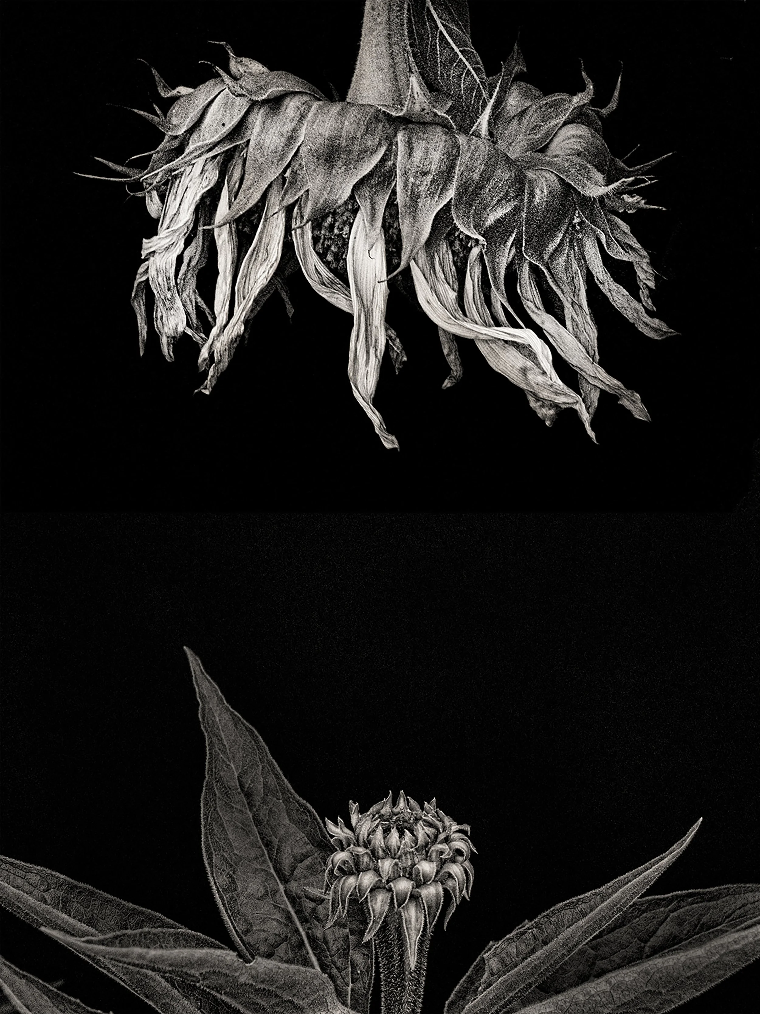 Waxing and waning, blooming and wilting.