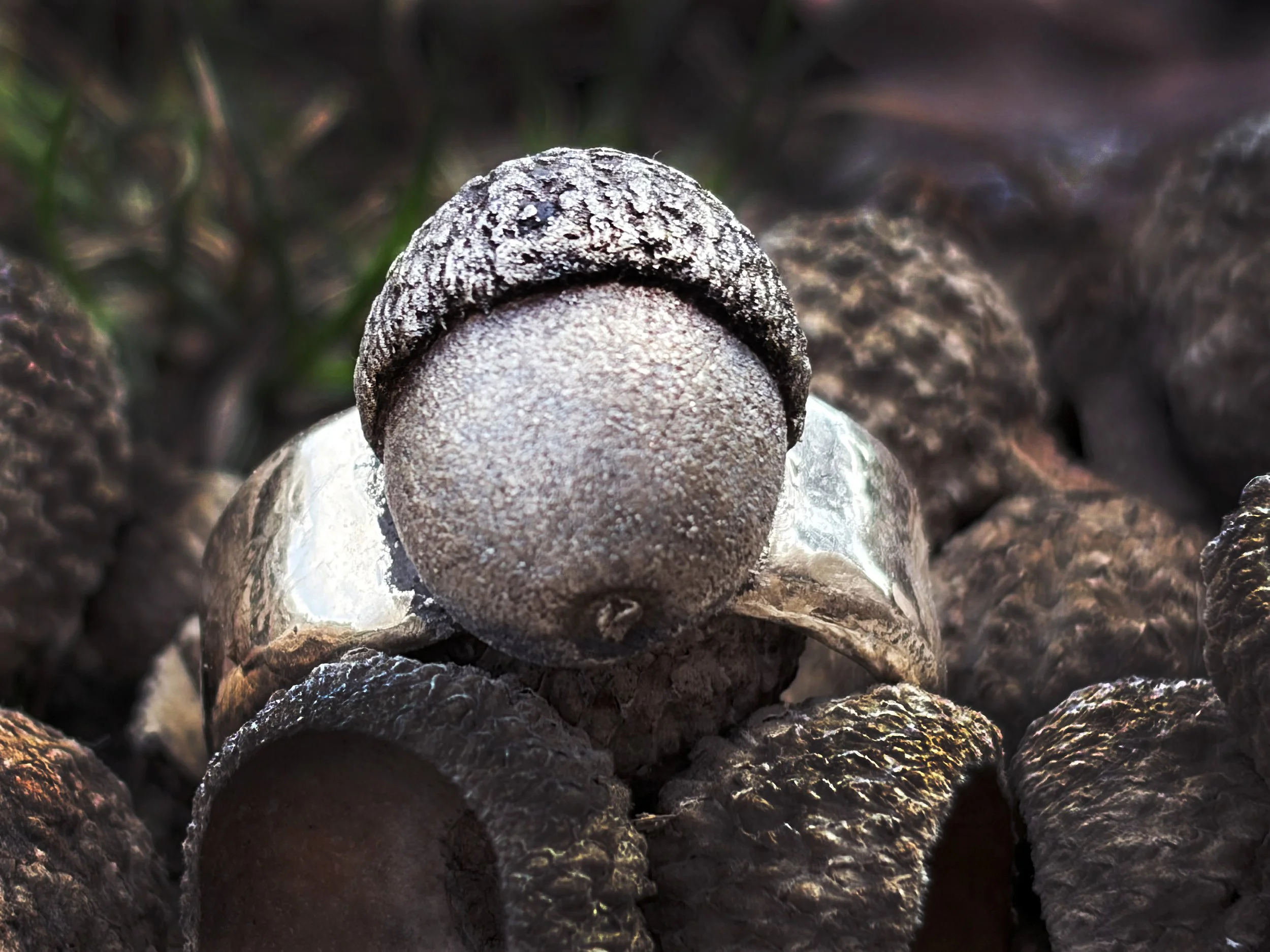 Ring: Harmony Collection "Perseverance" Acorn in Bronze, Custom Made to Size