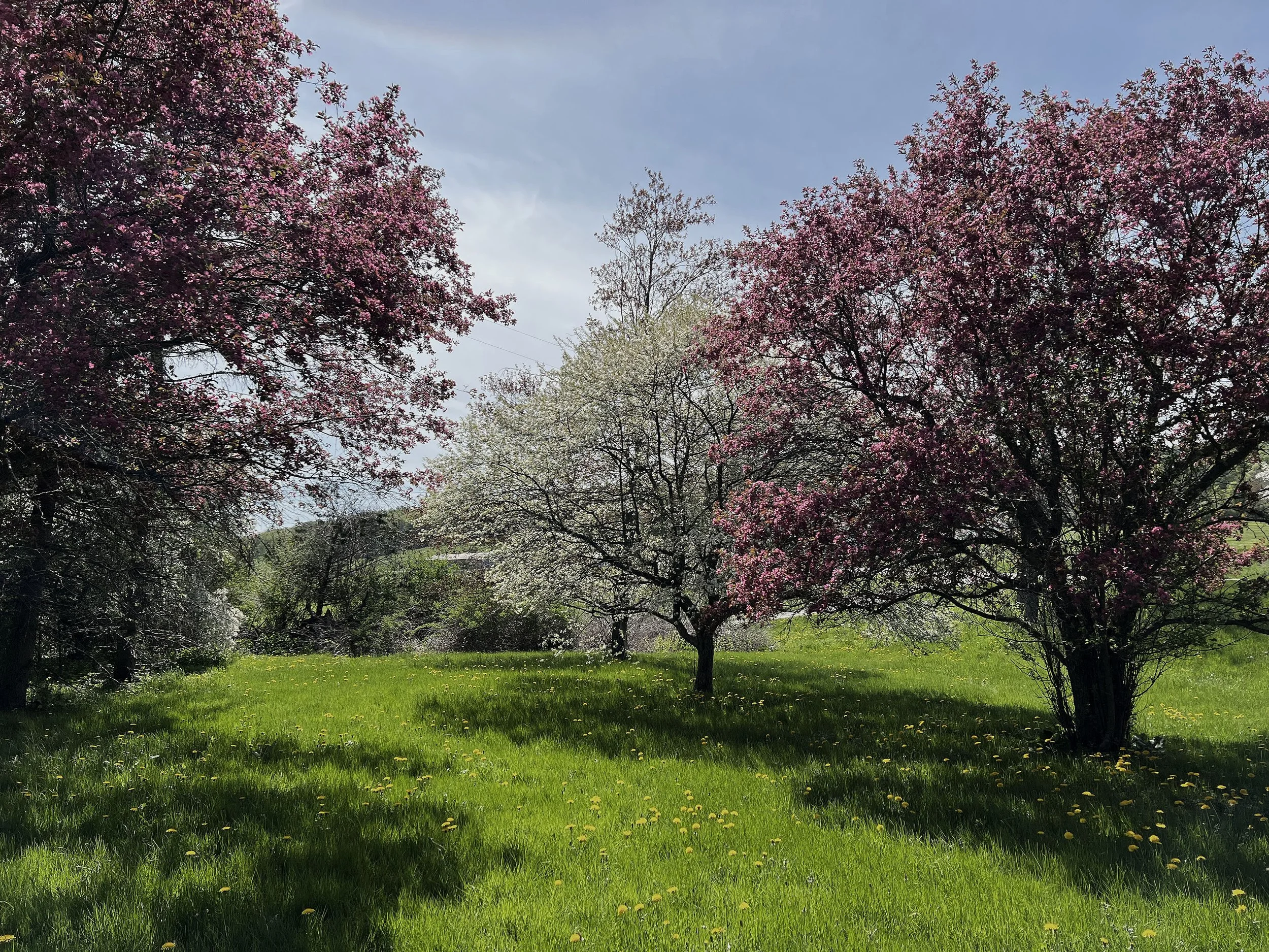Listings spring fruit tree orchard new york state.jpg
