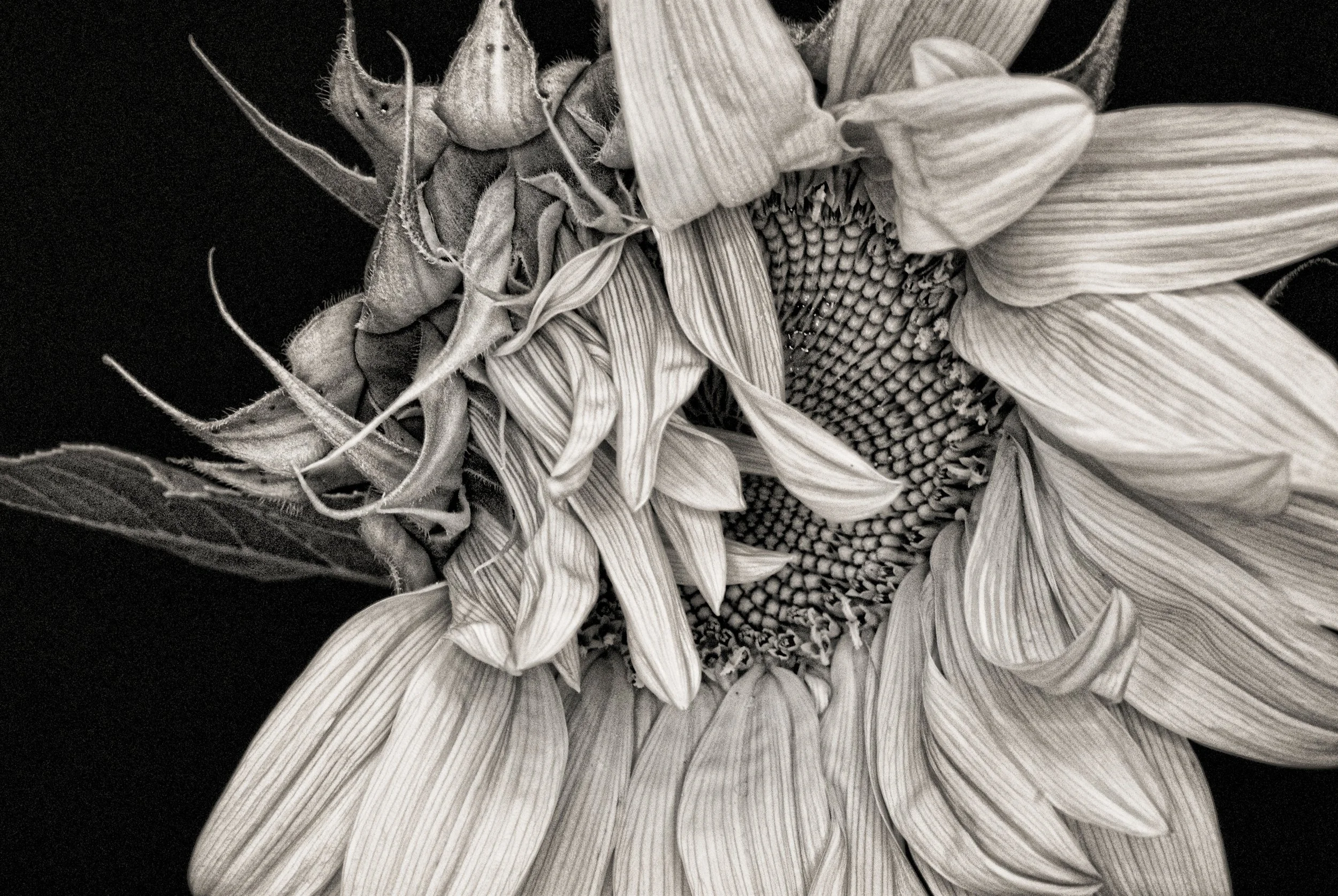 A large-scale print of "She Awakens" is installed at an exclusive, undisclosed Chicago boutique hotel. This image is the centerpiece around which the rest of the collection is based. This is a series of photographs.