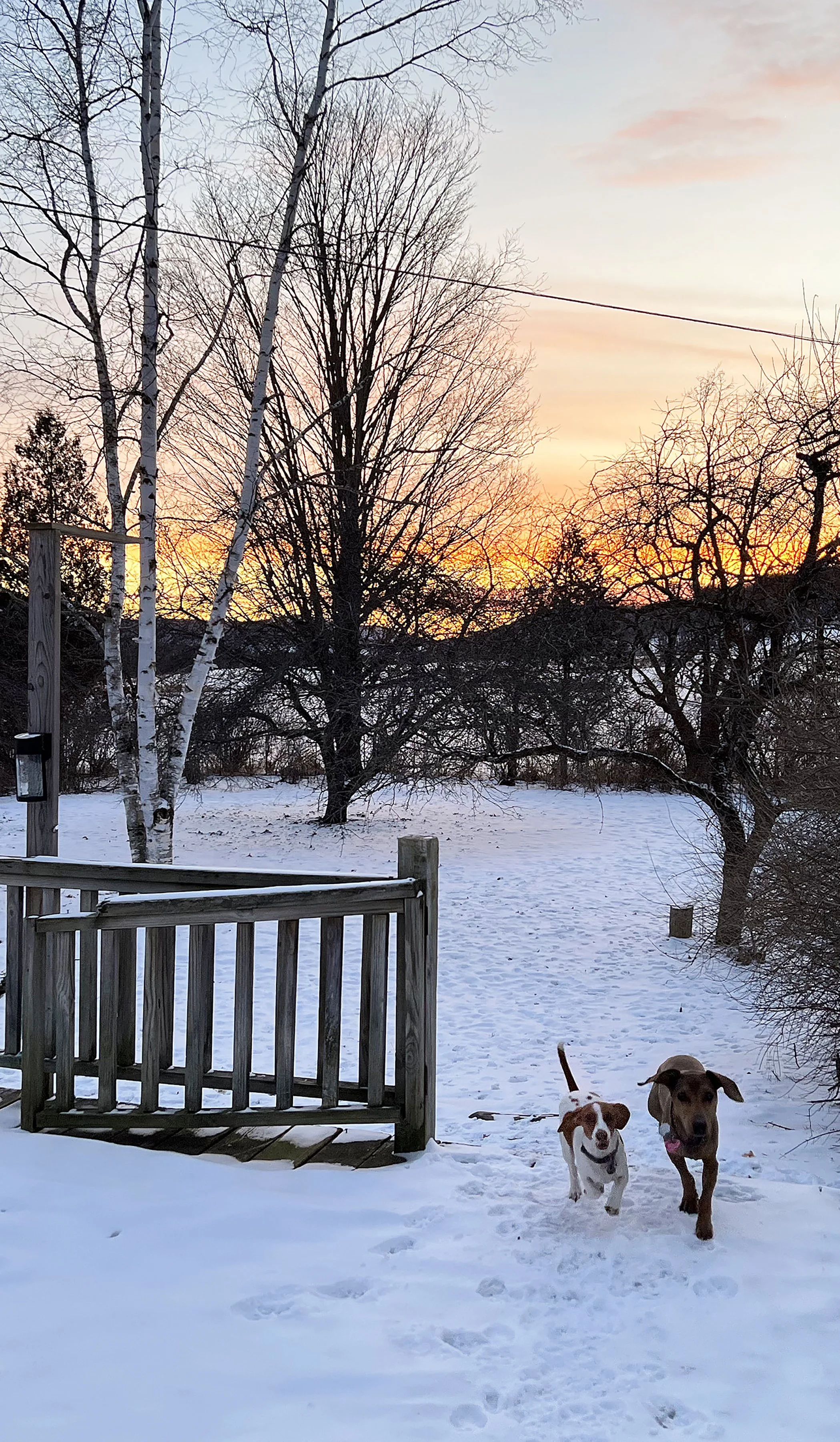 Listings Winter sunset with dogs Catskills.jpg